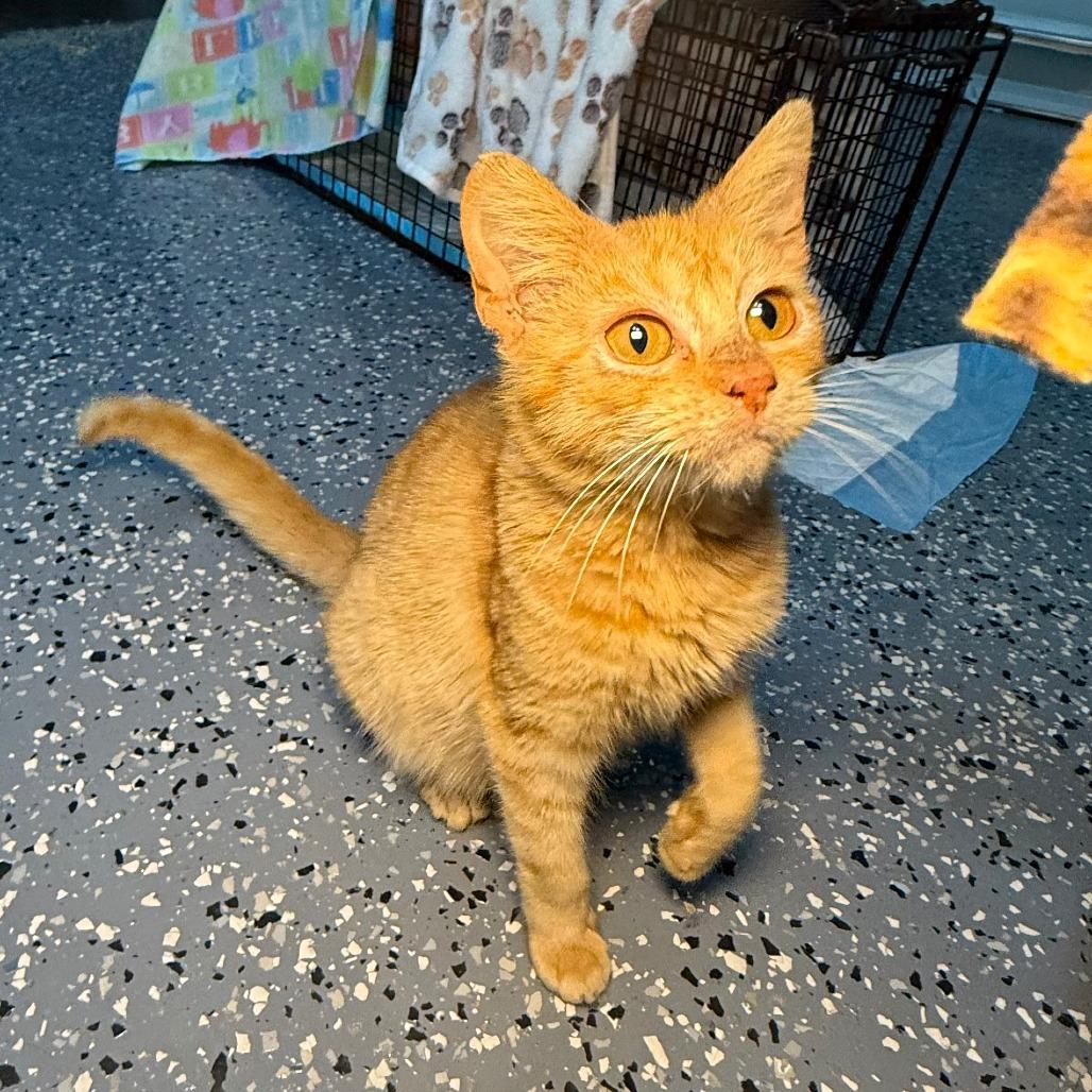 Enlarge Mango, a ADOPTABLE Domestic Short Hair in Parkland, FL image 5/5