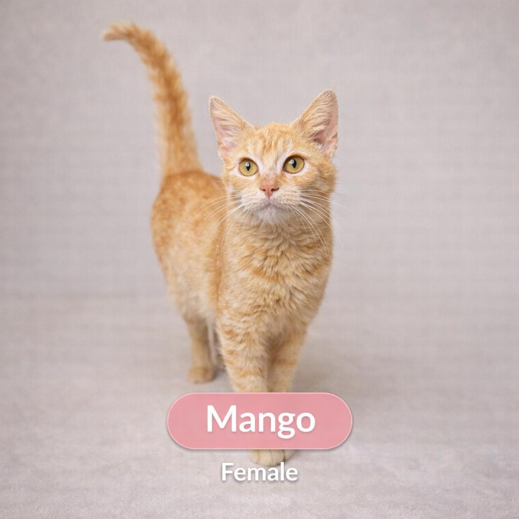 Mango, ADOPTABLE, Young Female Domestic Short Hair.