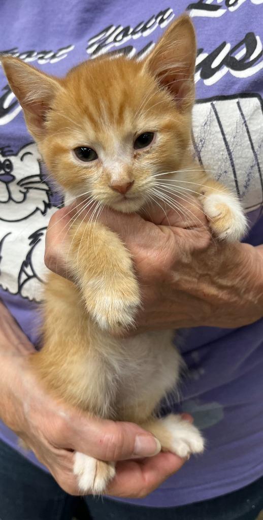 Torchy, Adoptable, Kitten Male Domestic Short Hair.