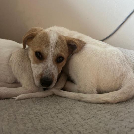 Stella, Adoptable, Puppy Female Cattle Dog & Mixed Breed.