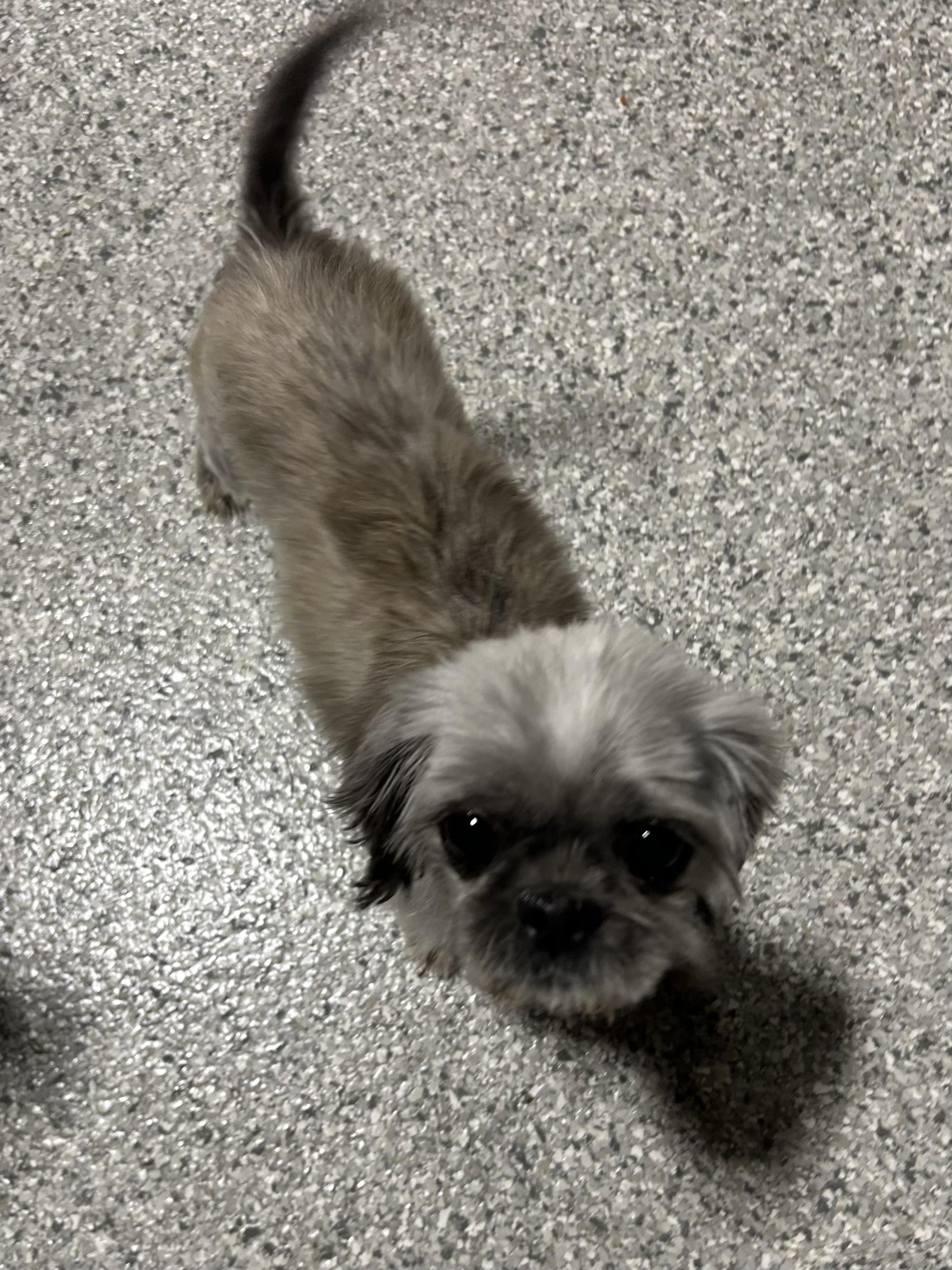 Sweet Sarah, ADOPTABLE, Adult Female Shih Tzu.