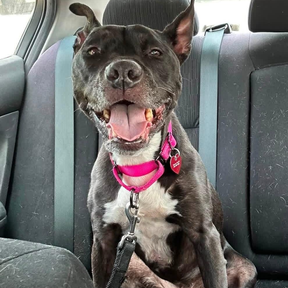 Katy, a ADOPTABLE Pit Bull Terrier in Painesville, OH image 4/5