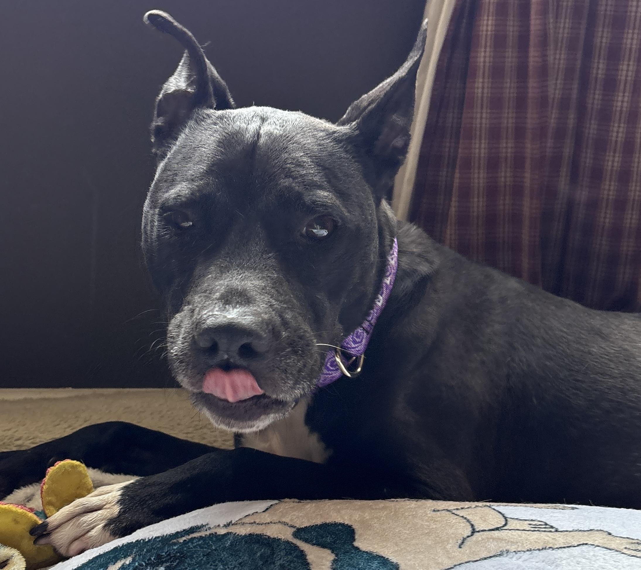Katy, a ADOPTABLE Pit Bull Terrier in Painesville, OH image 1/5