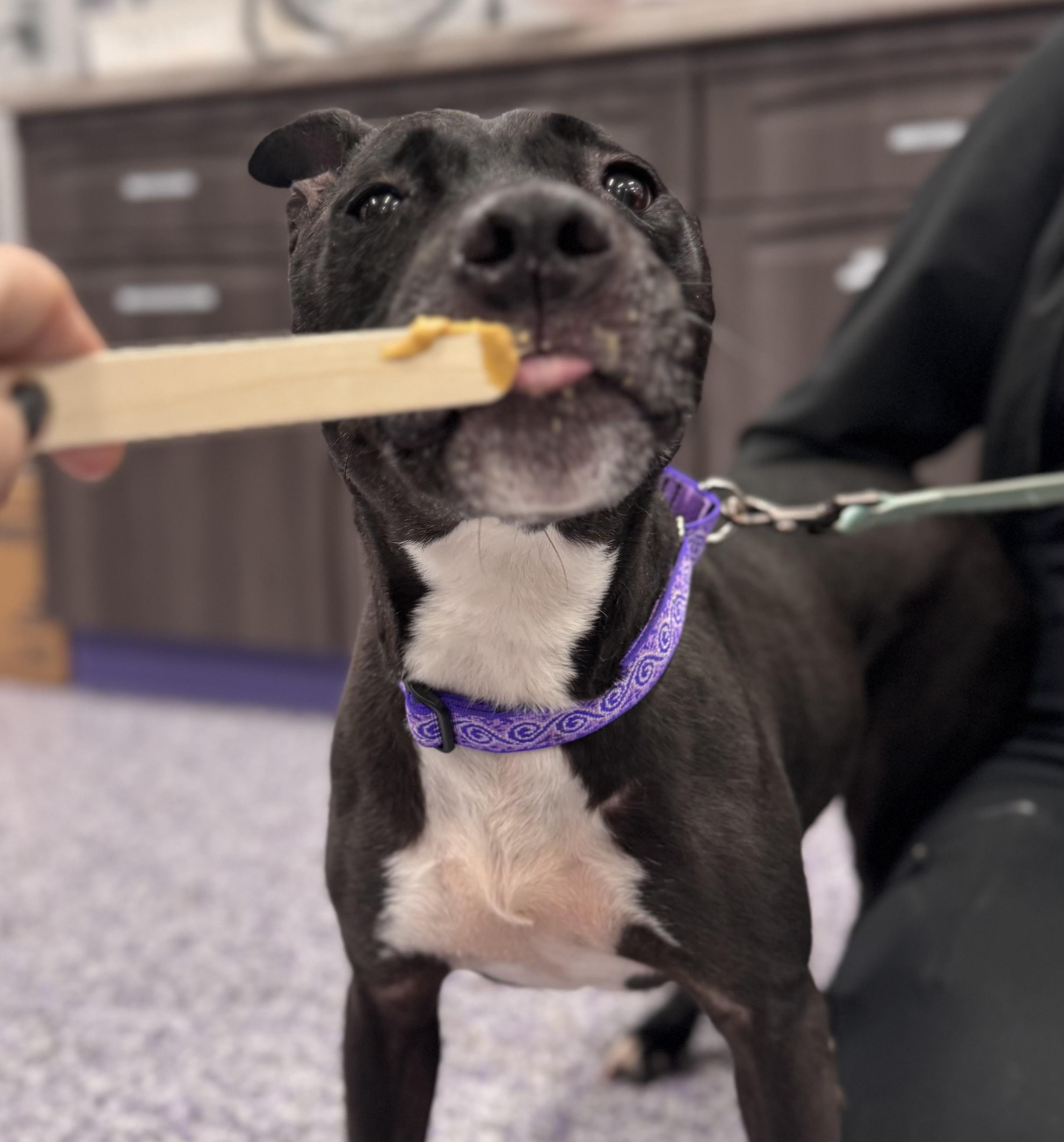 Katy, a ADOPTABLE Pit Bull Terrier in Painesville, OH image 2/5
