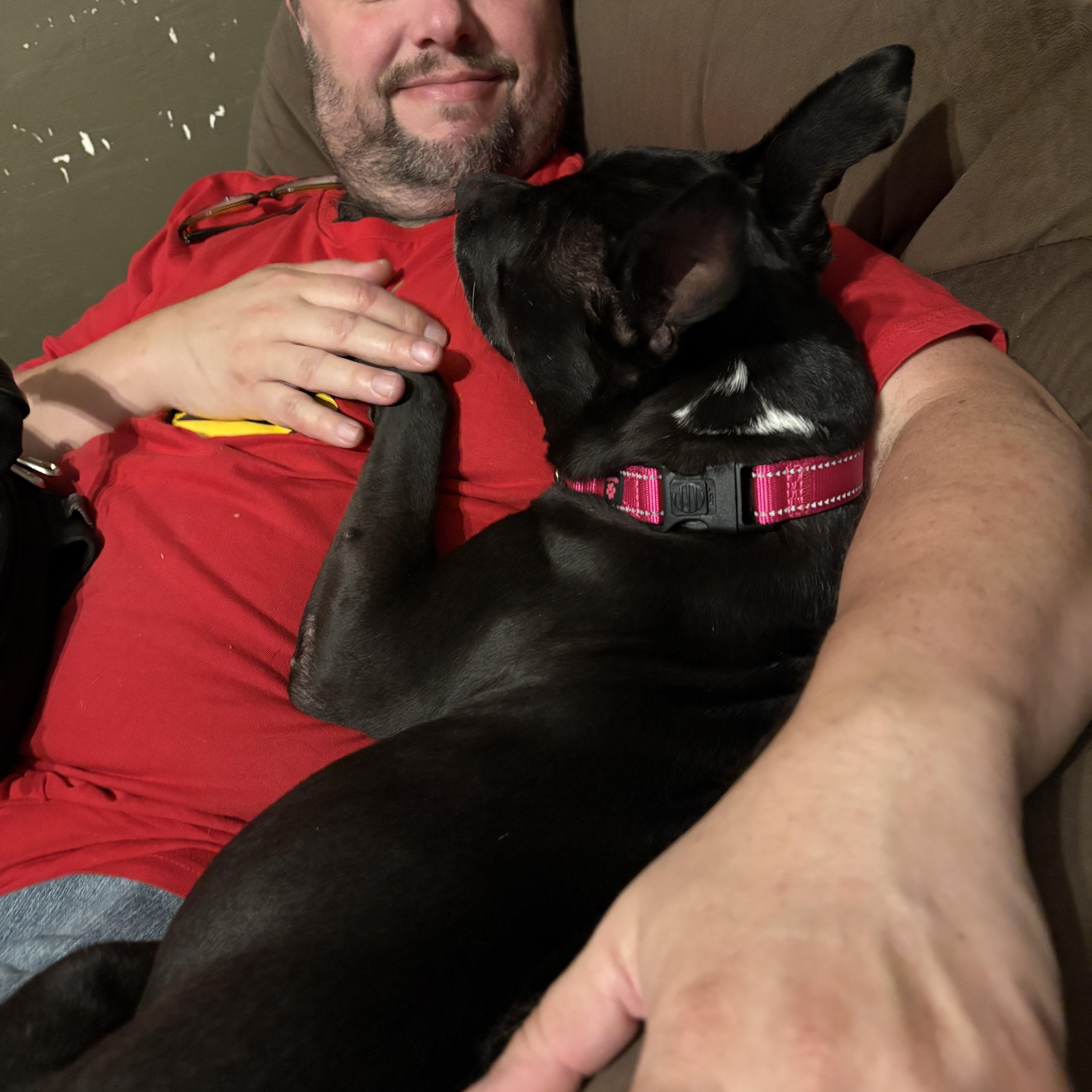 Katy, a ADOPTABLE Pit Bull Terrier in Painesville, OH image 5/5