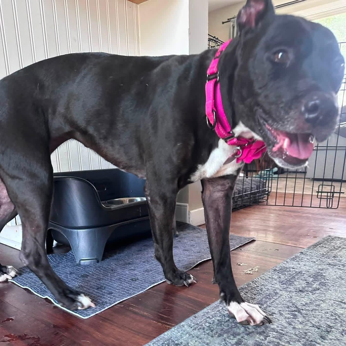Katy, a ADOPTABLE Pit Bull Terrier in Painesville, OH image 5/5