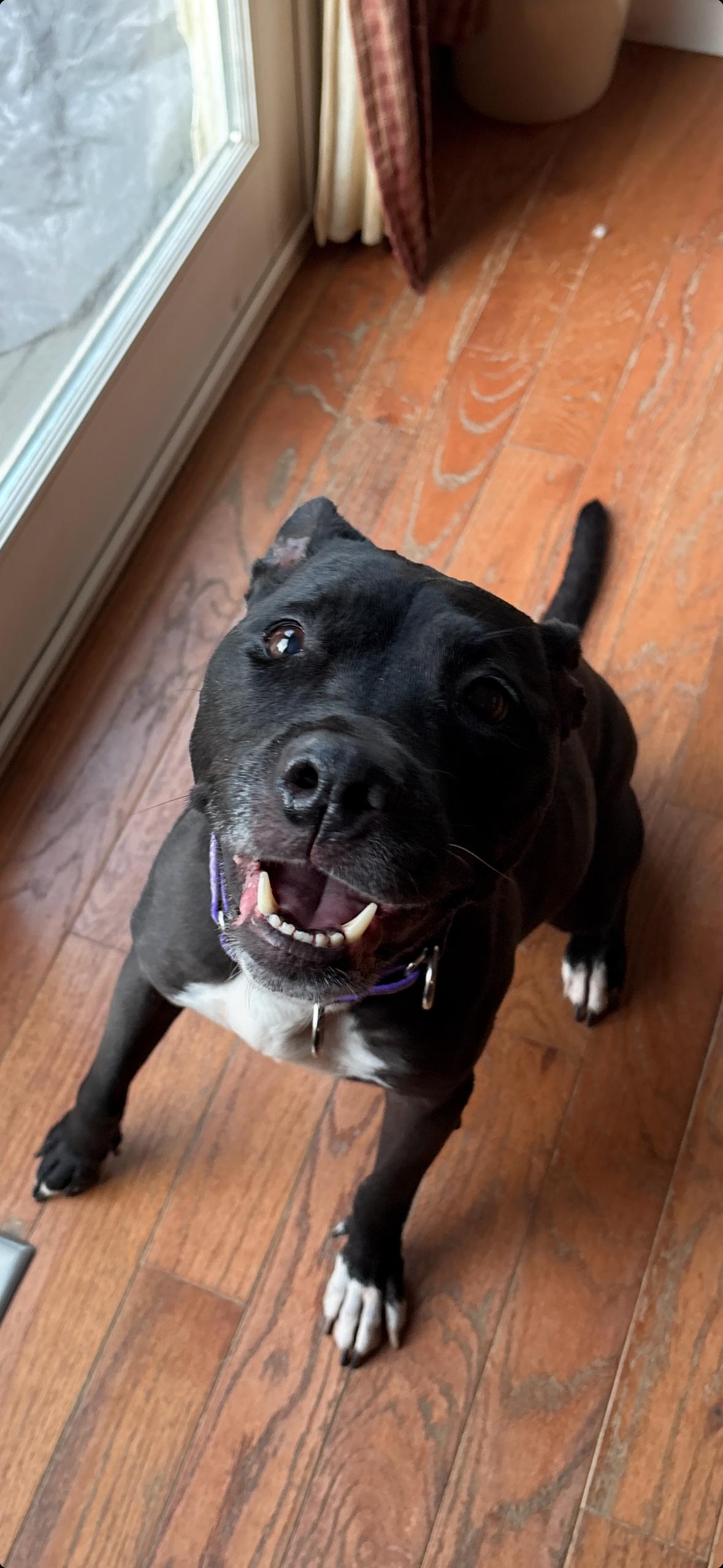 Katy, a ADOPTABLE Pit Bull Terrier in Painesville, OH image 3/5