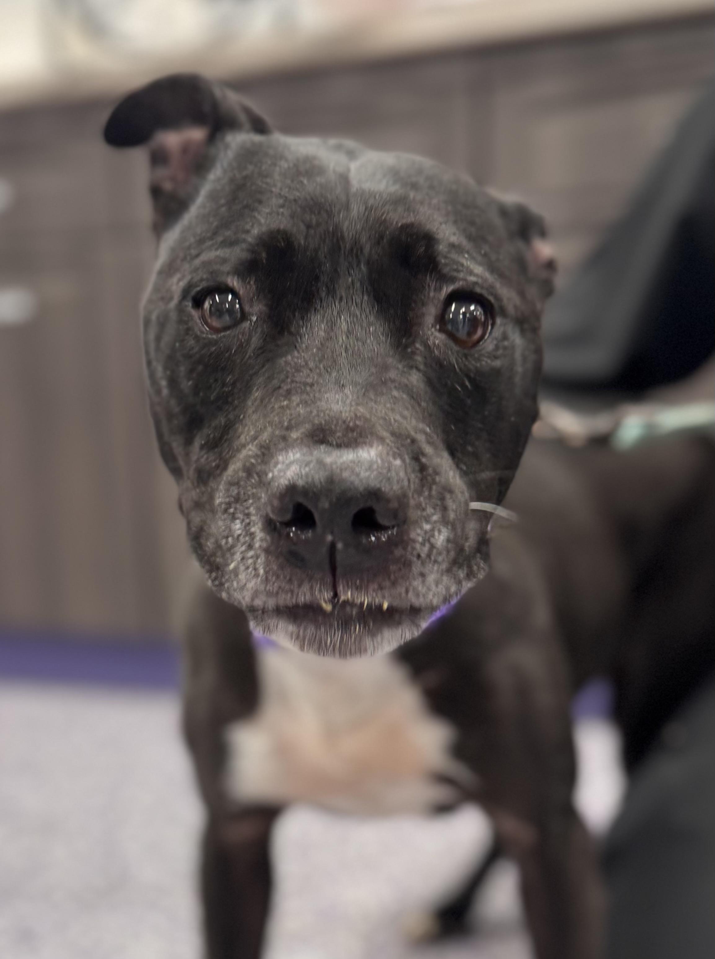 Katy, ADOPTABLE, Senior Female Pit Bull Terrier.