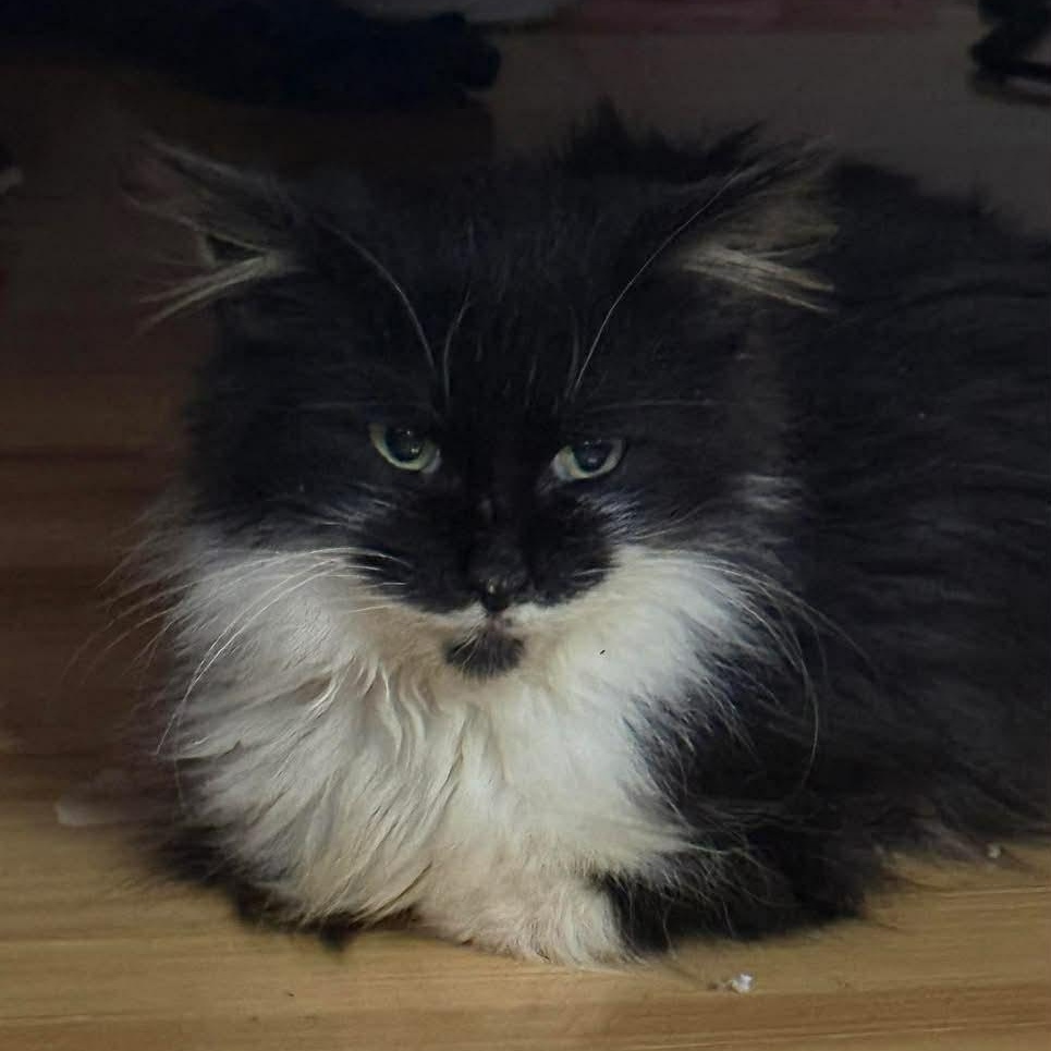 Dust Bunny thumbnail 2