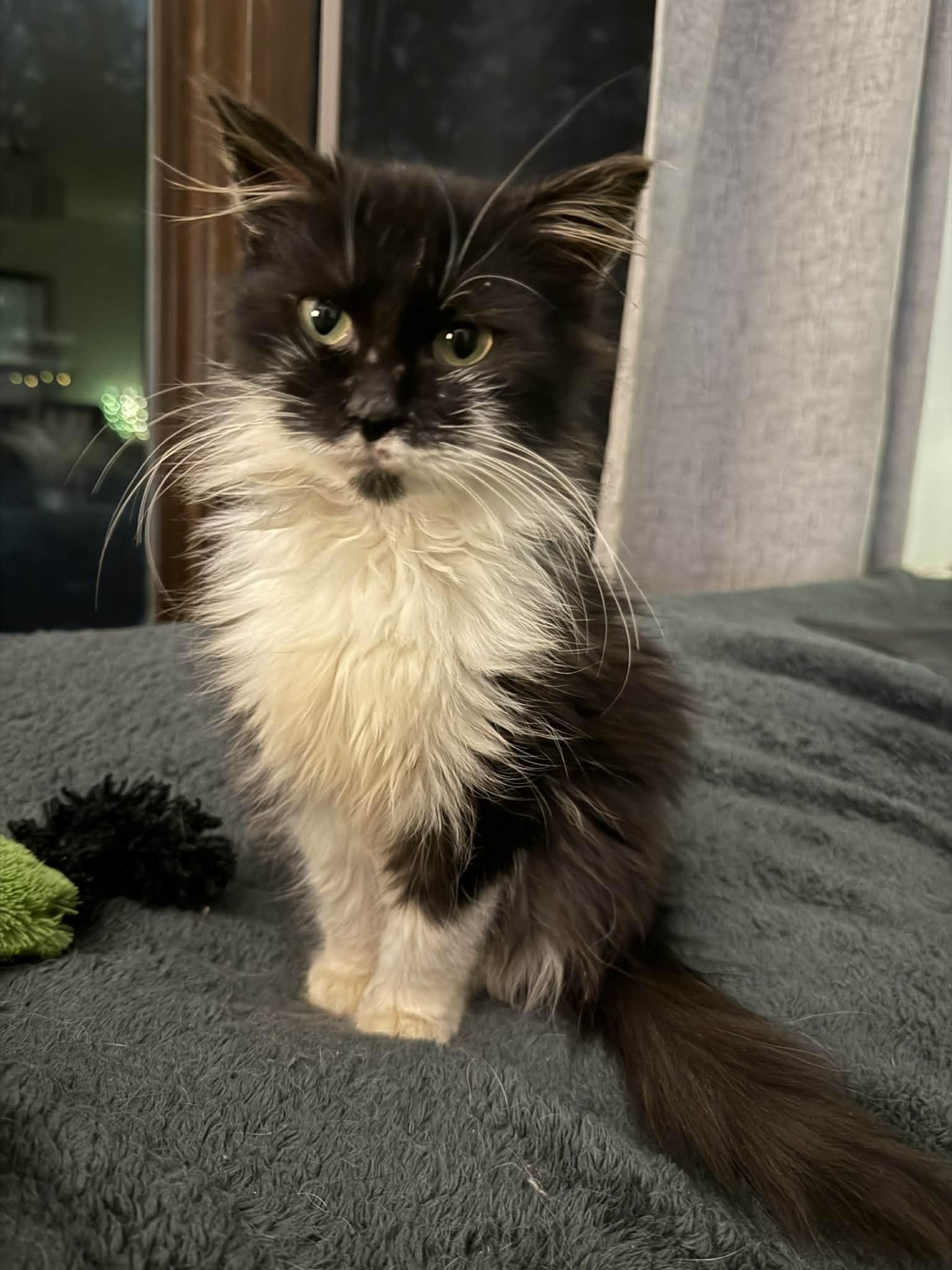 Dust Bunny thumbnail 3