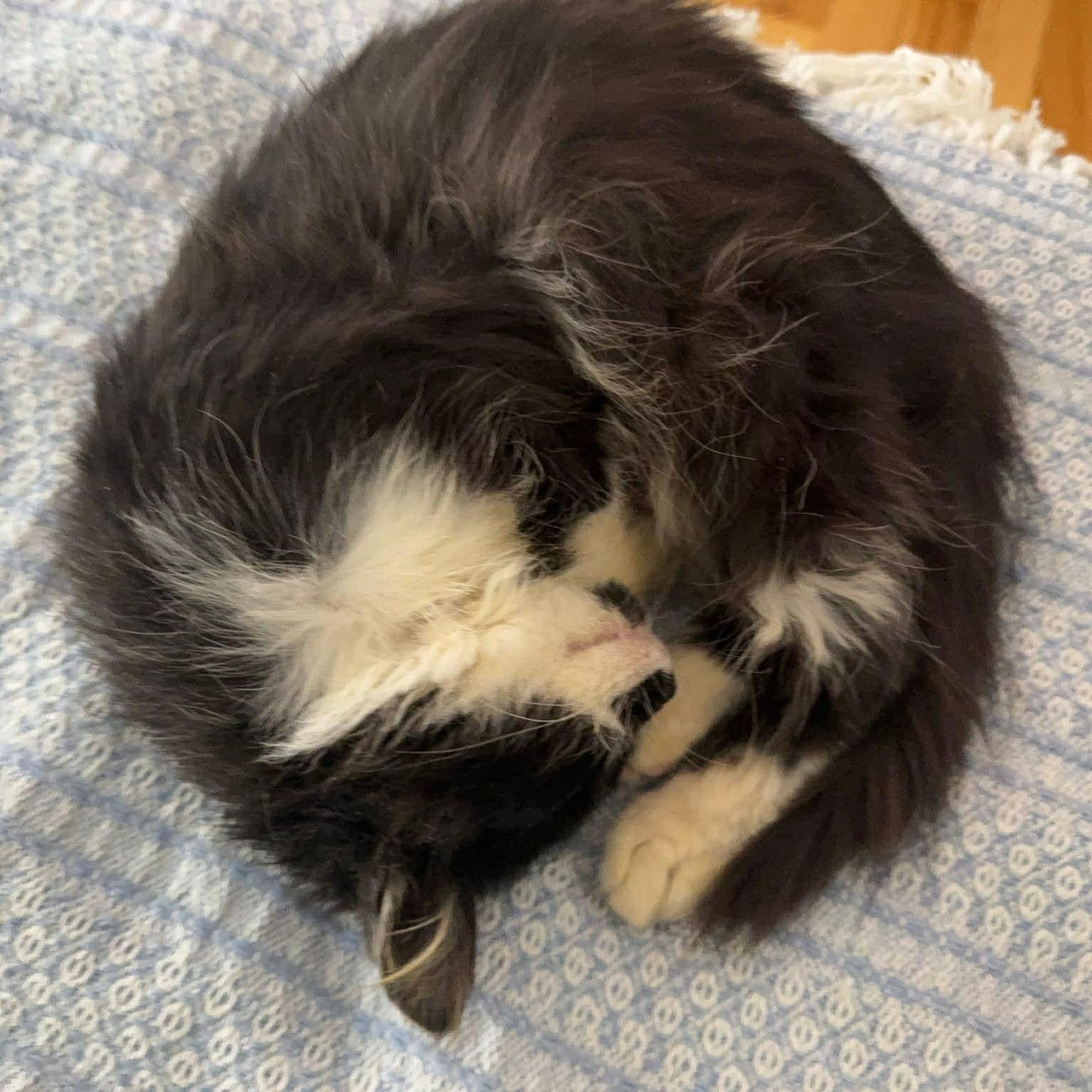 Dust Bunny thumbnail 4