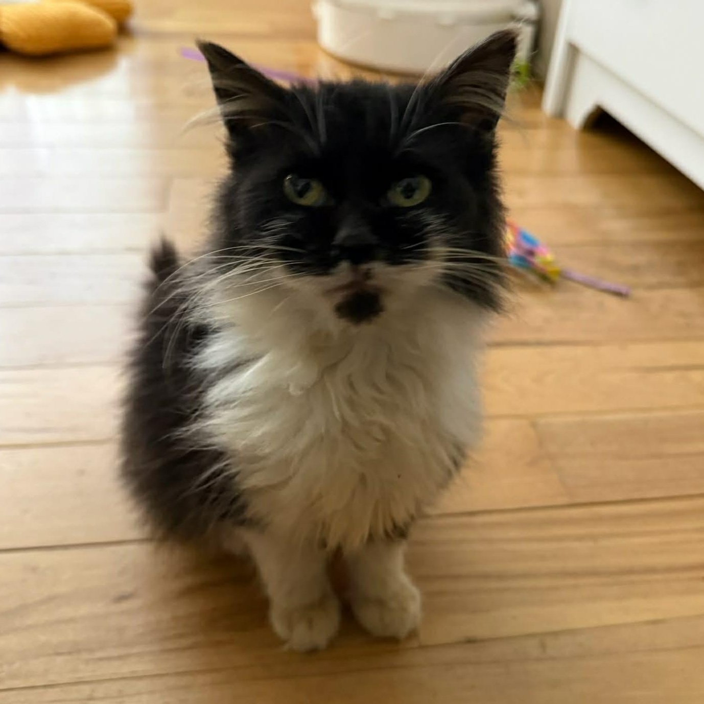 Dust Bunny thumbnail 5