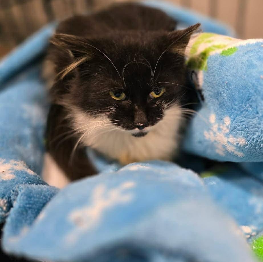 Dust Bunny thumbnail 6