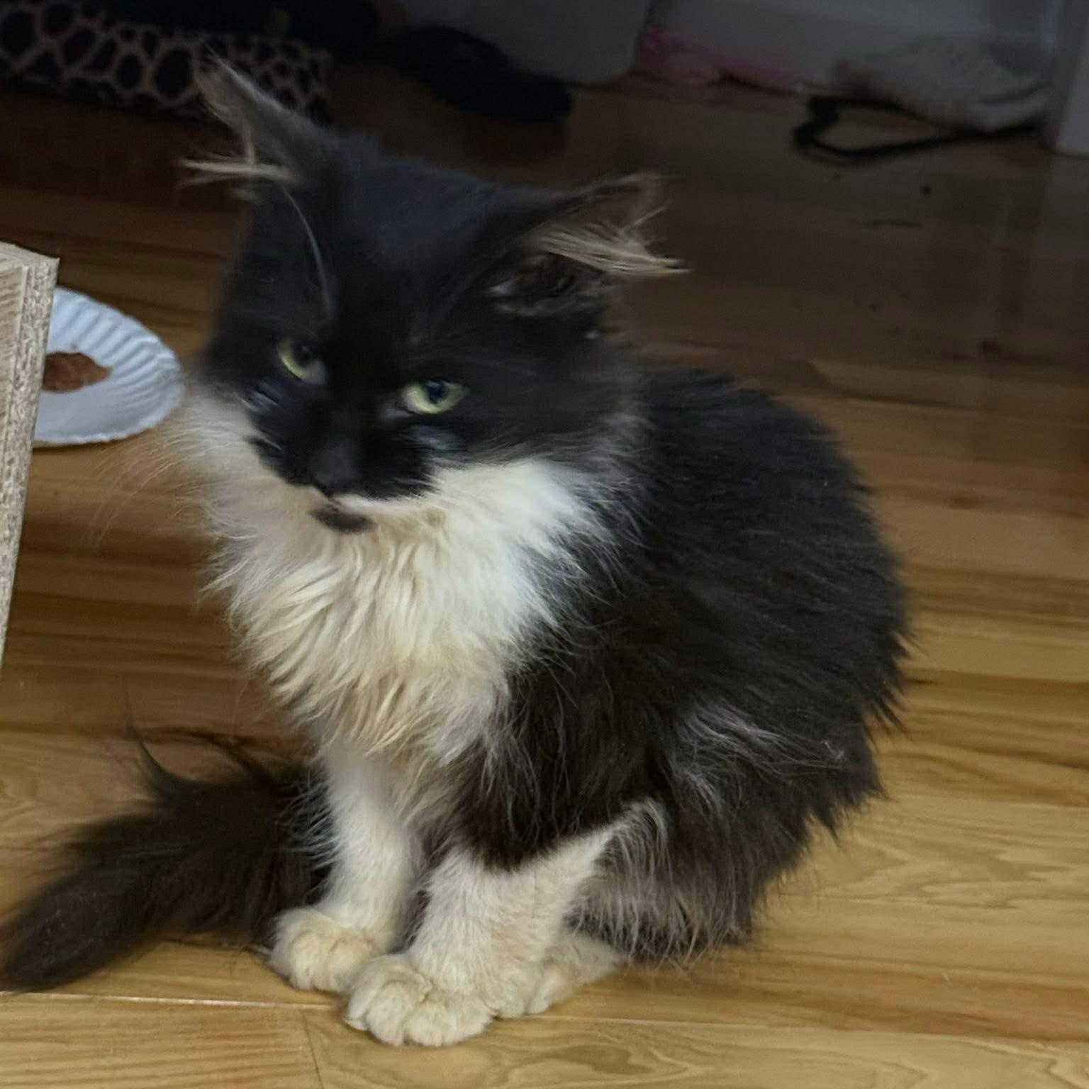 Dust Bunny thumbnail 7