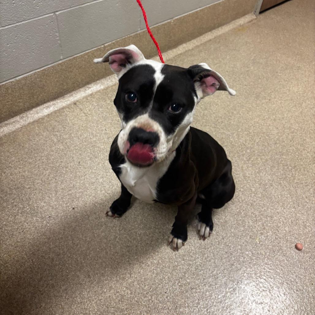 Enlarge Hambone, a Adoptable mixed breed in Bristol, IN image 1/1