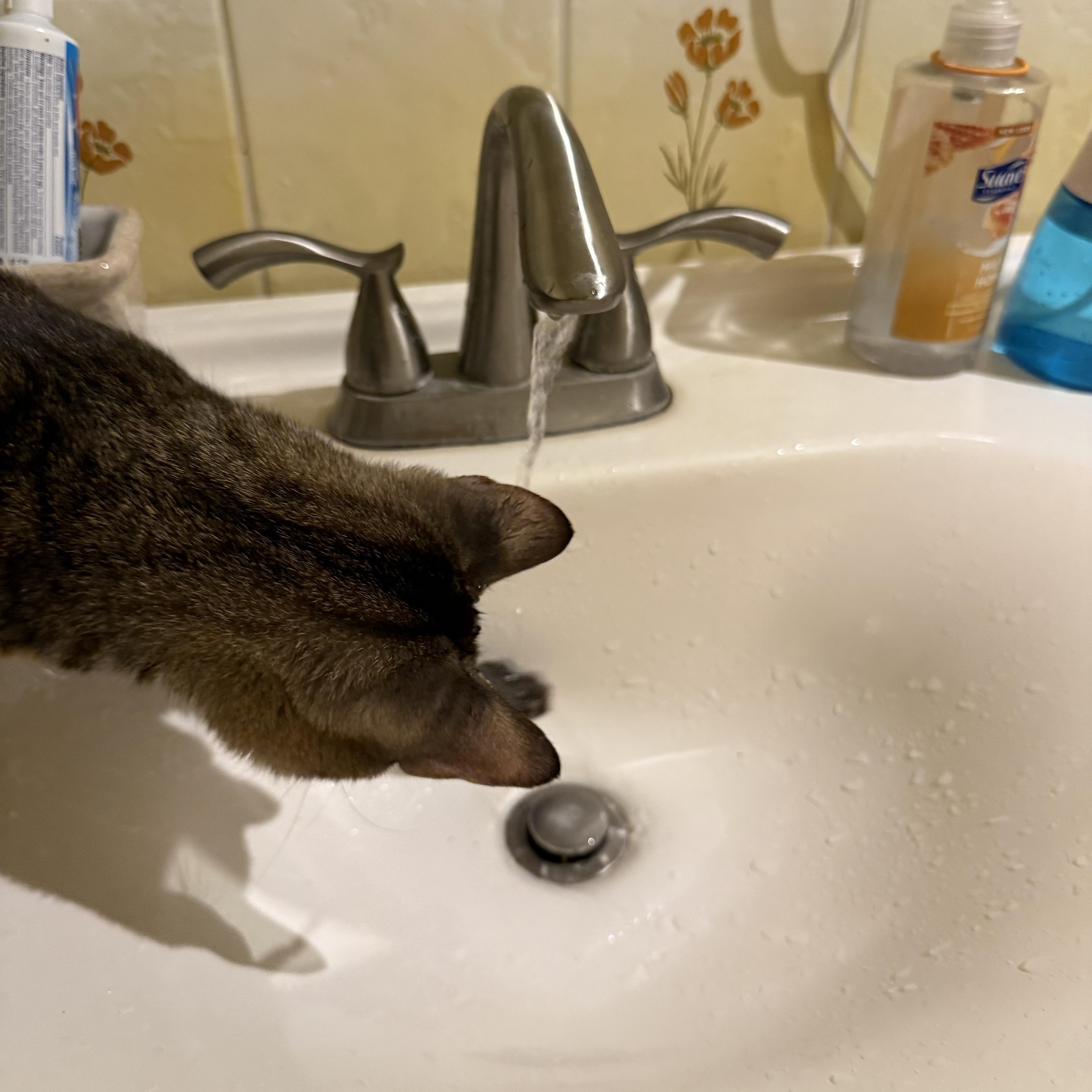 Mako and Ollie - a bonded pair, a ADOPTABLE Domestic Short Hair in Princeton, NJ image 3/6