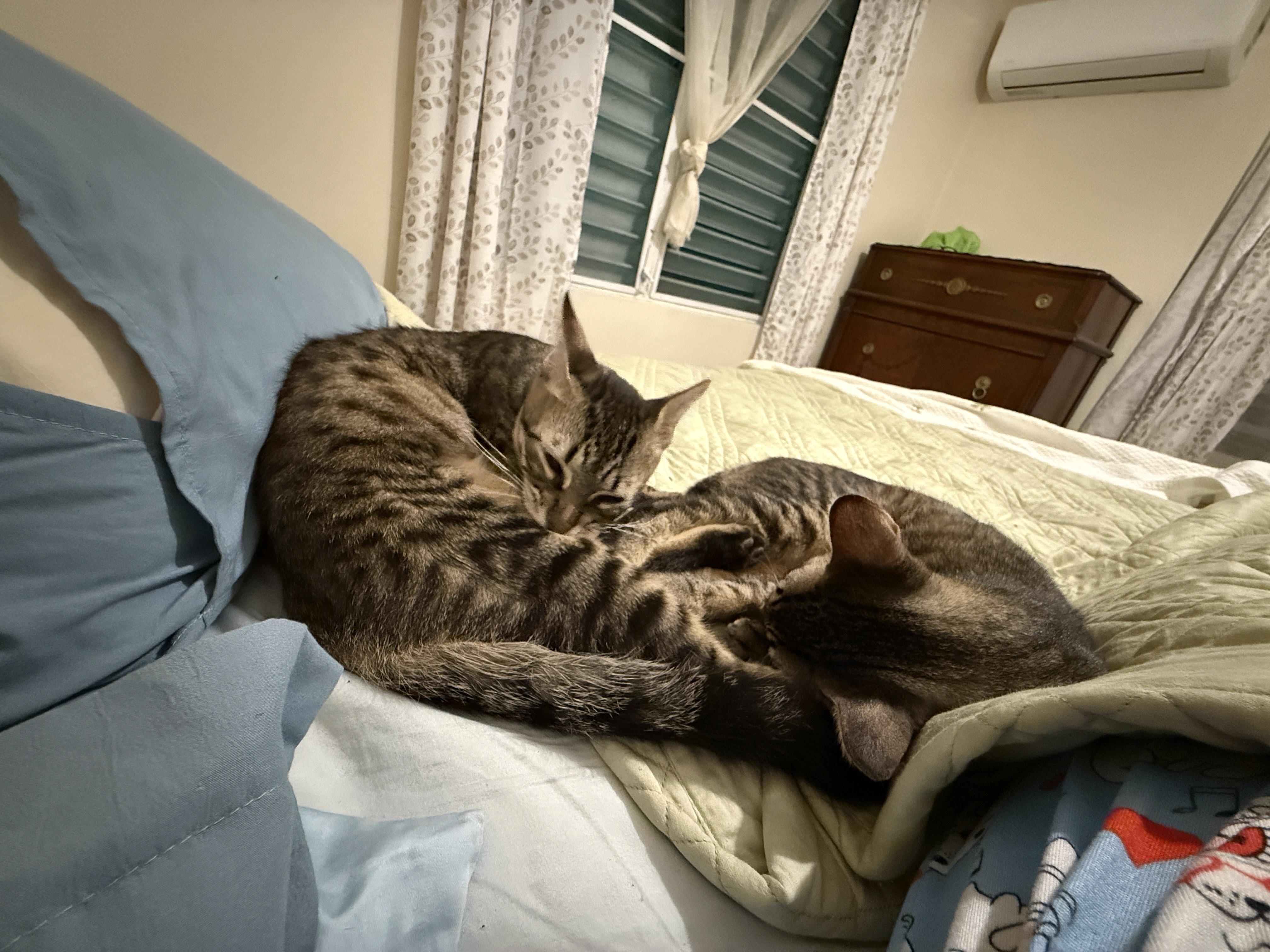 Mako and Ollie - a bonded pair, a ADOPTABLE Domestic Short Hair in Princeton, NJ image 1/6