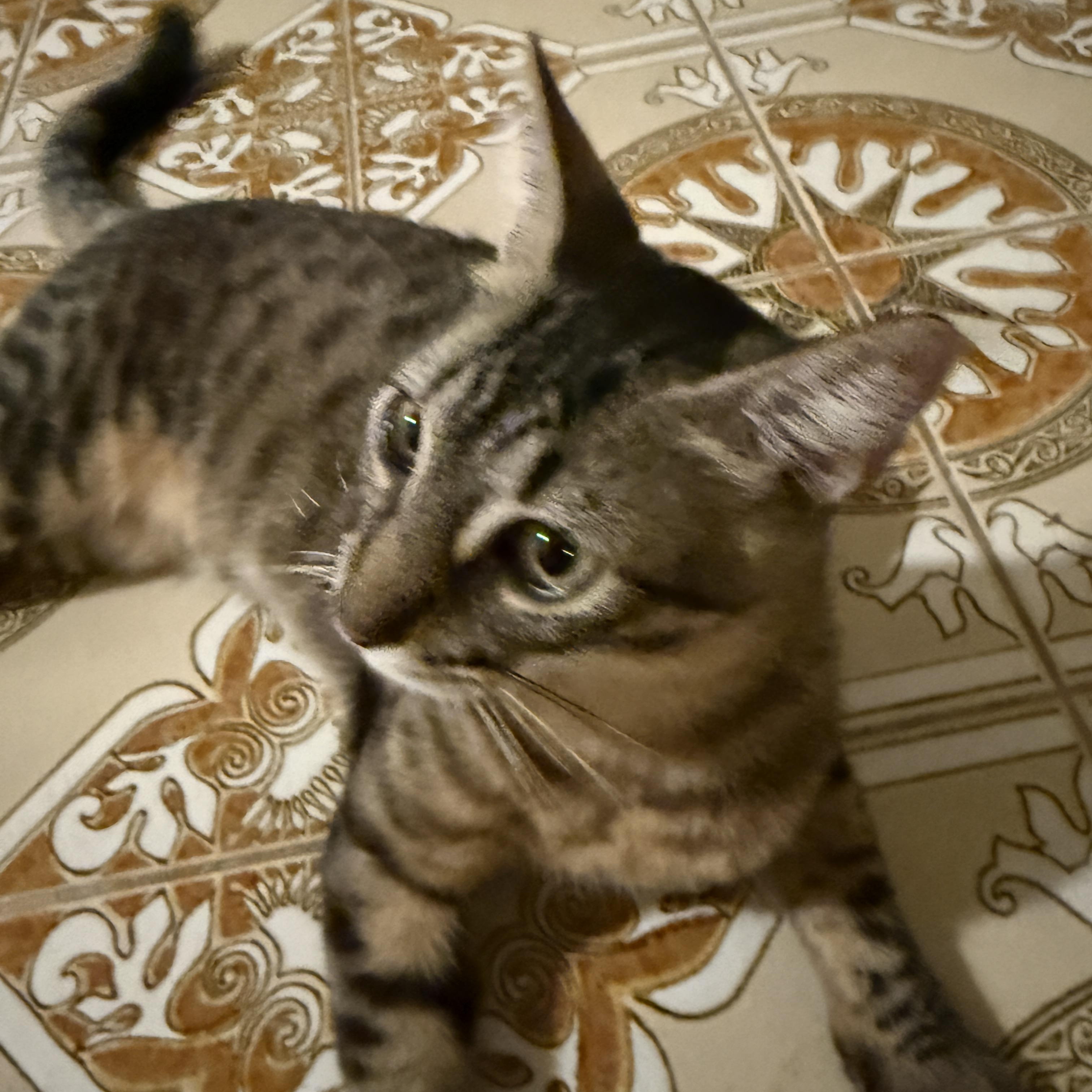 Mako and Ollie - a bonded pair, a ADOPTABLE Domestic Short Hair in Princeton, NJ image 4/6