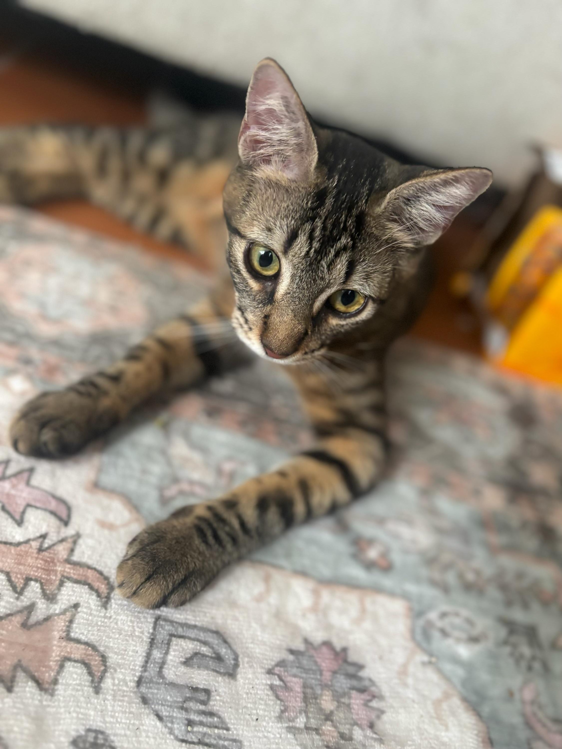 Mako and Ollie - a bonded pair, a ADOPTABLE Domestic Short Hair in Princeton, NJ image 6/6