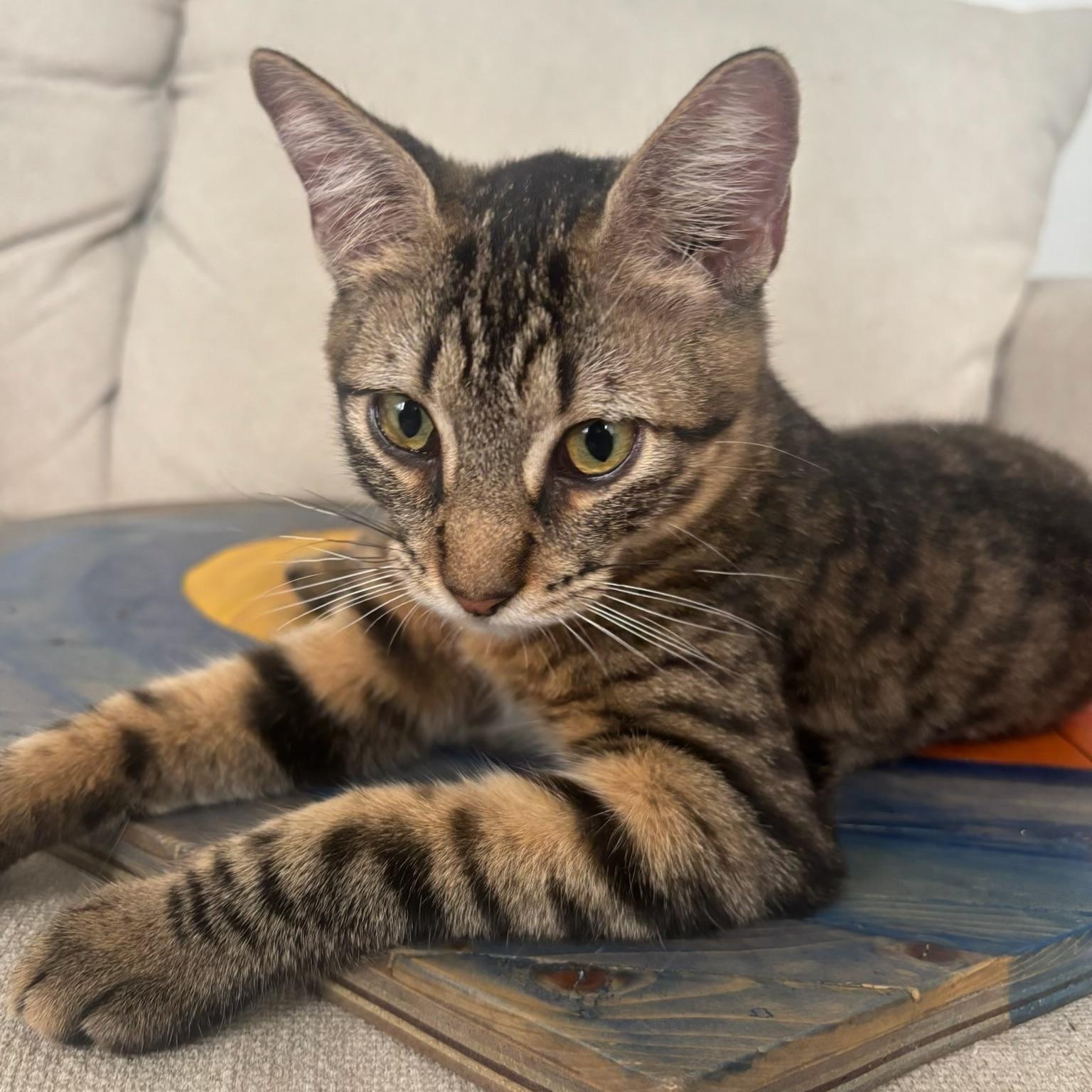 Mako and Ollie - a bonded pair, a ADOPTABLE Domestic Short Hair in Princeton, NJ image 5/6