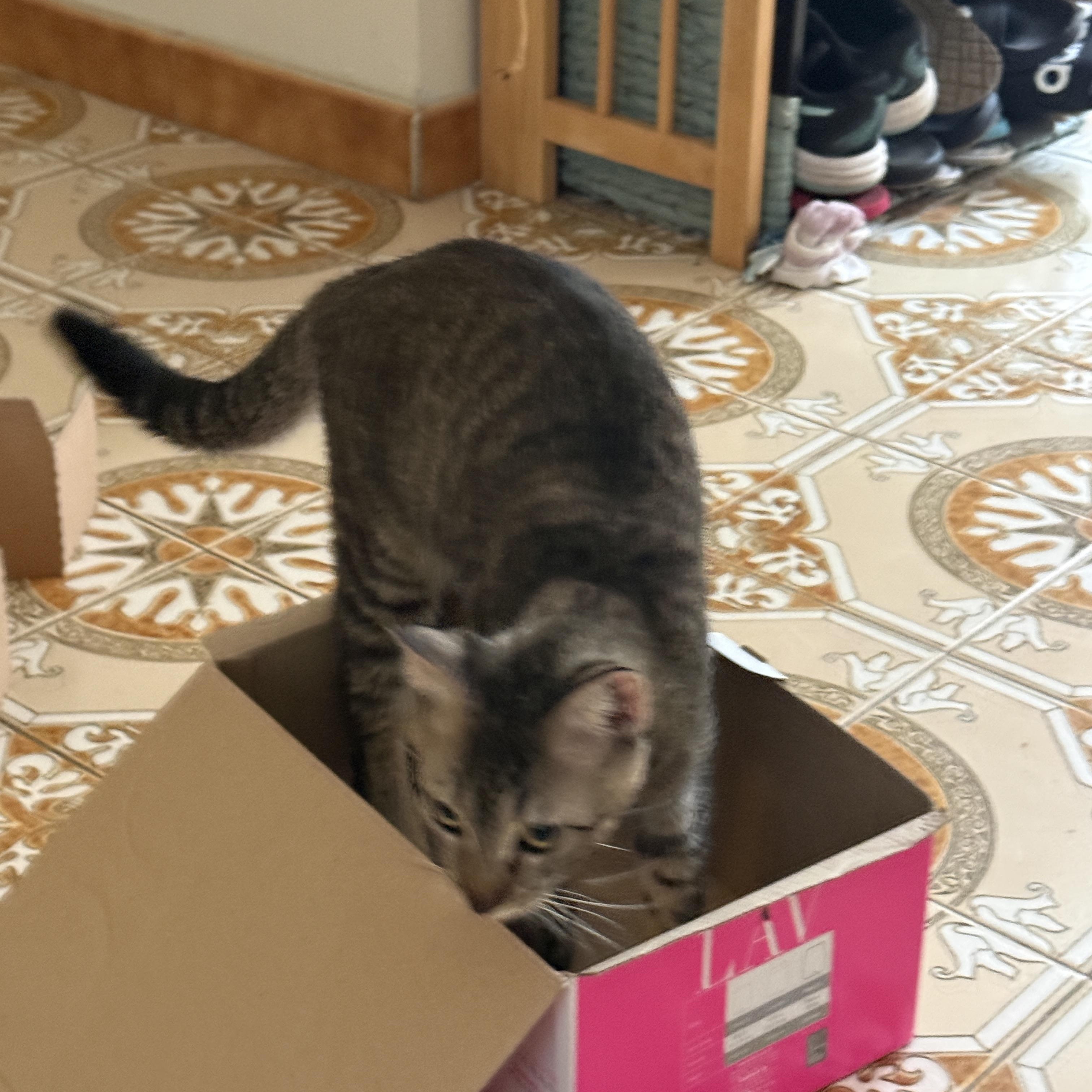 Mako and Ollie - a bonded pair, a ADOPTABLE Domestic Short Hair in Princeton, NJ image 2/6