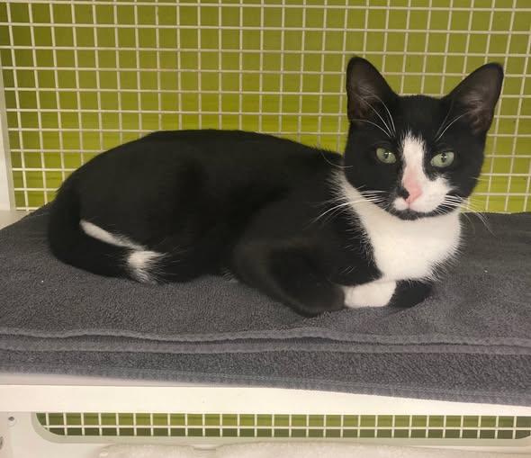 Piper, adopted, Young Male Domestic Short Hair.