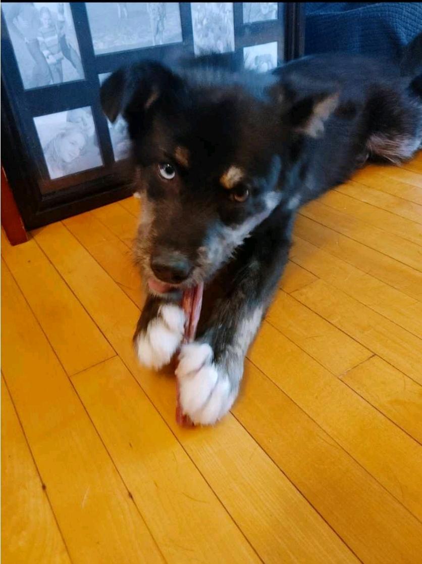 Bluey, an adoptable Terrier, Husky in Winnipeg, MB, R3E 2Z9 | Photo Image 4