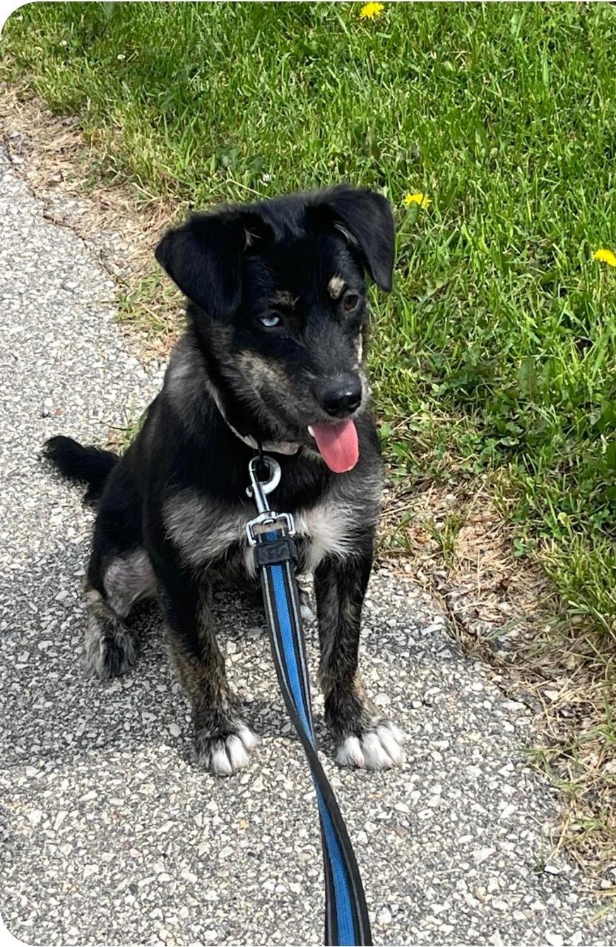 Bluey, an adoptable Terrier, Husky in Winnipeg, MB, R3E 2Z9 | Photo Image 1