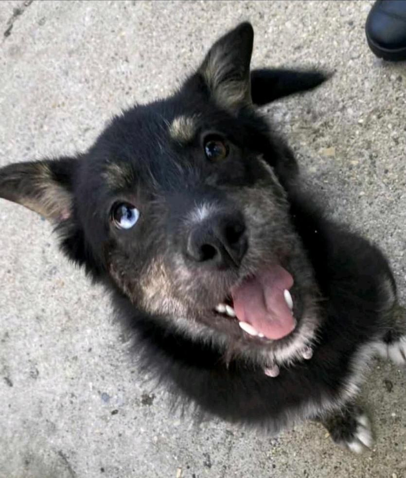 Bluey, an adoptable Terrier, Husky in Winnipeg, MB, R3E 2Z9 | Photo Image 2