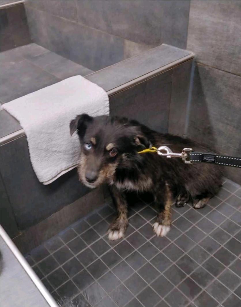Bluey, an adoptable Terrier, Husky in Winnipeg, MB, R3E 2Z9 | Photo Image 6
