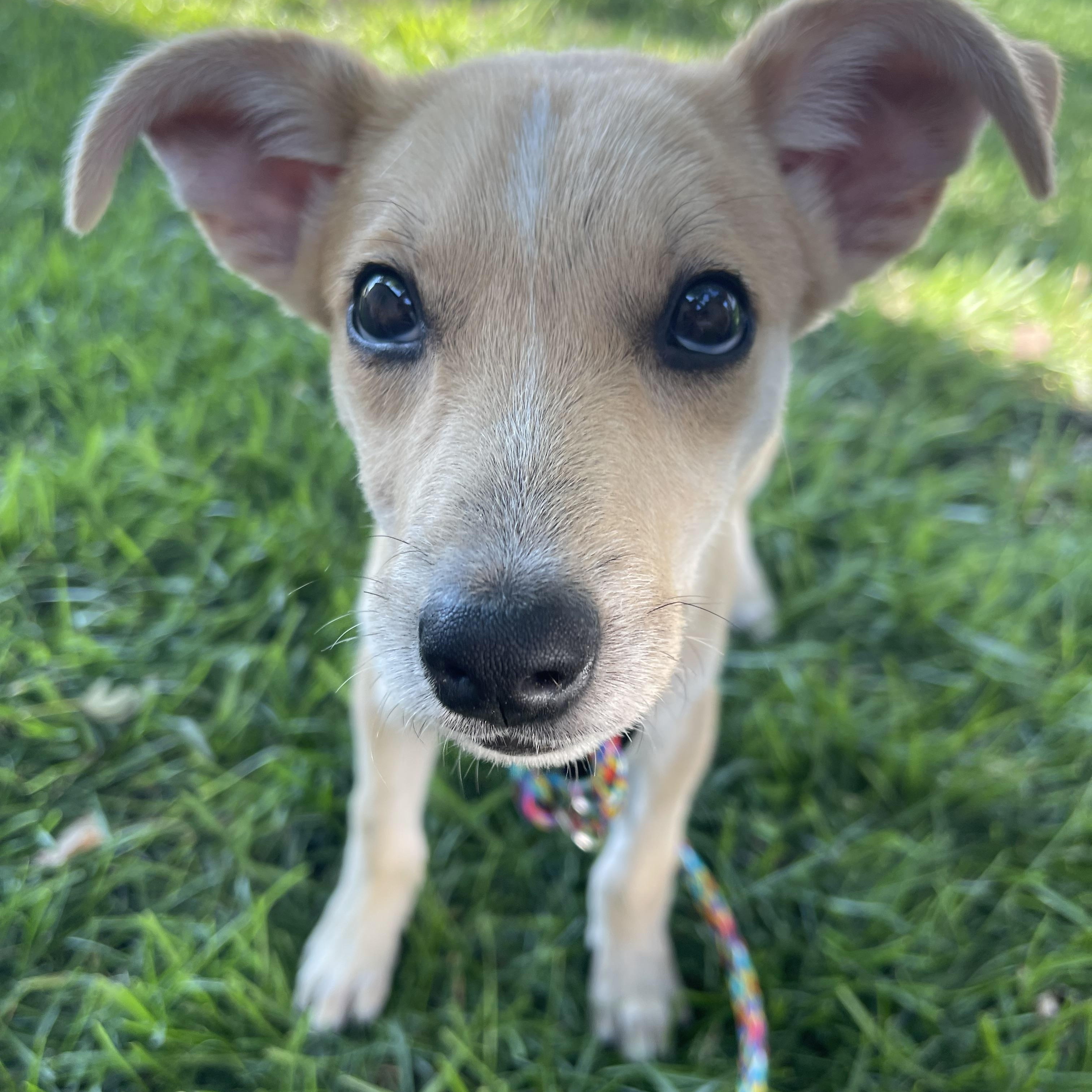 Blaze, a Adoptable mixed breed in Addison, IL image 5/5