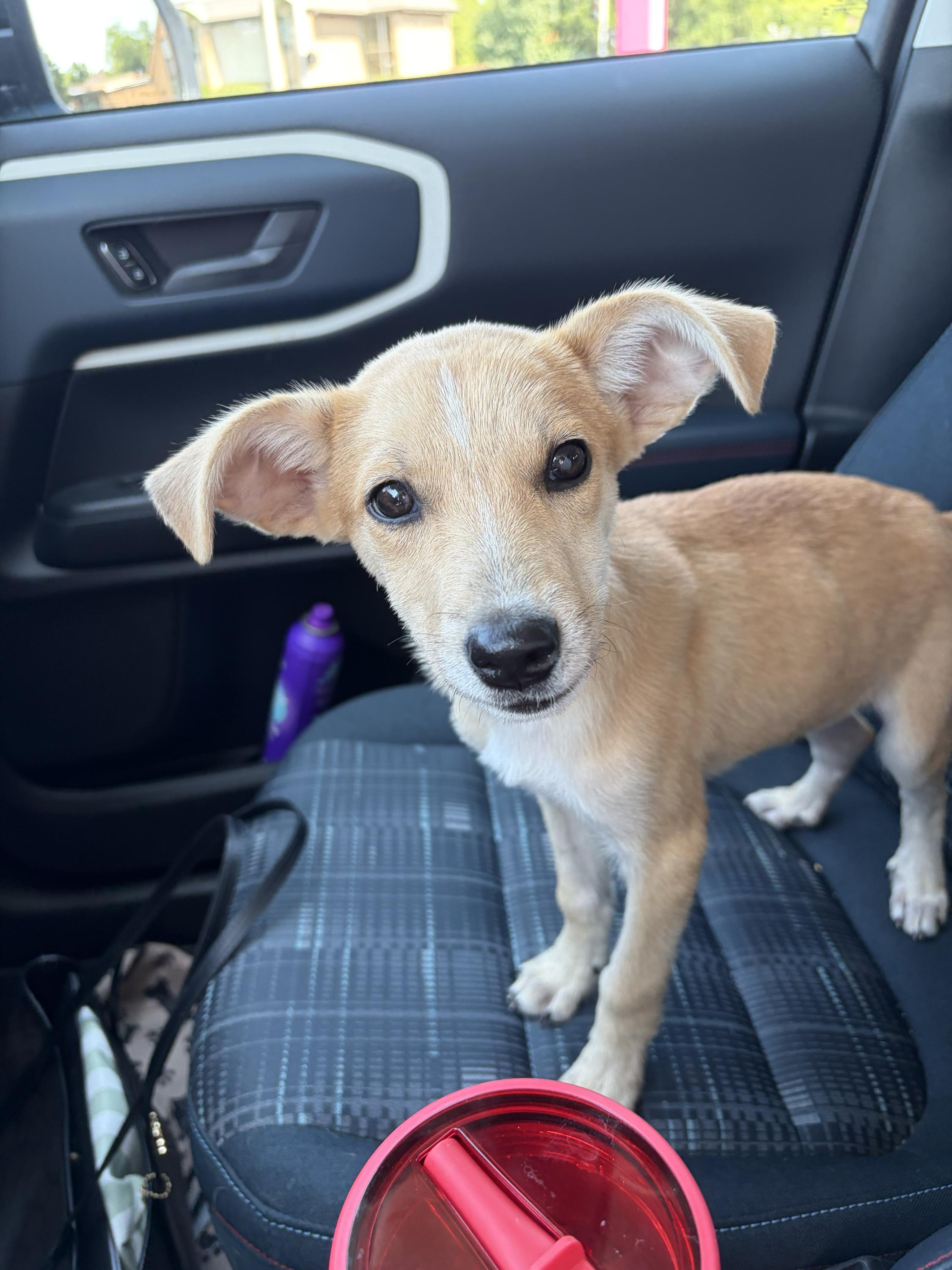Blaze, a Adoptable mixed breed in Addison, IL image 3/5