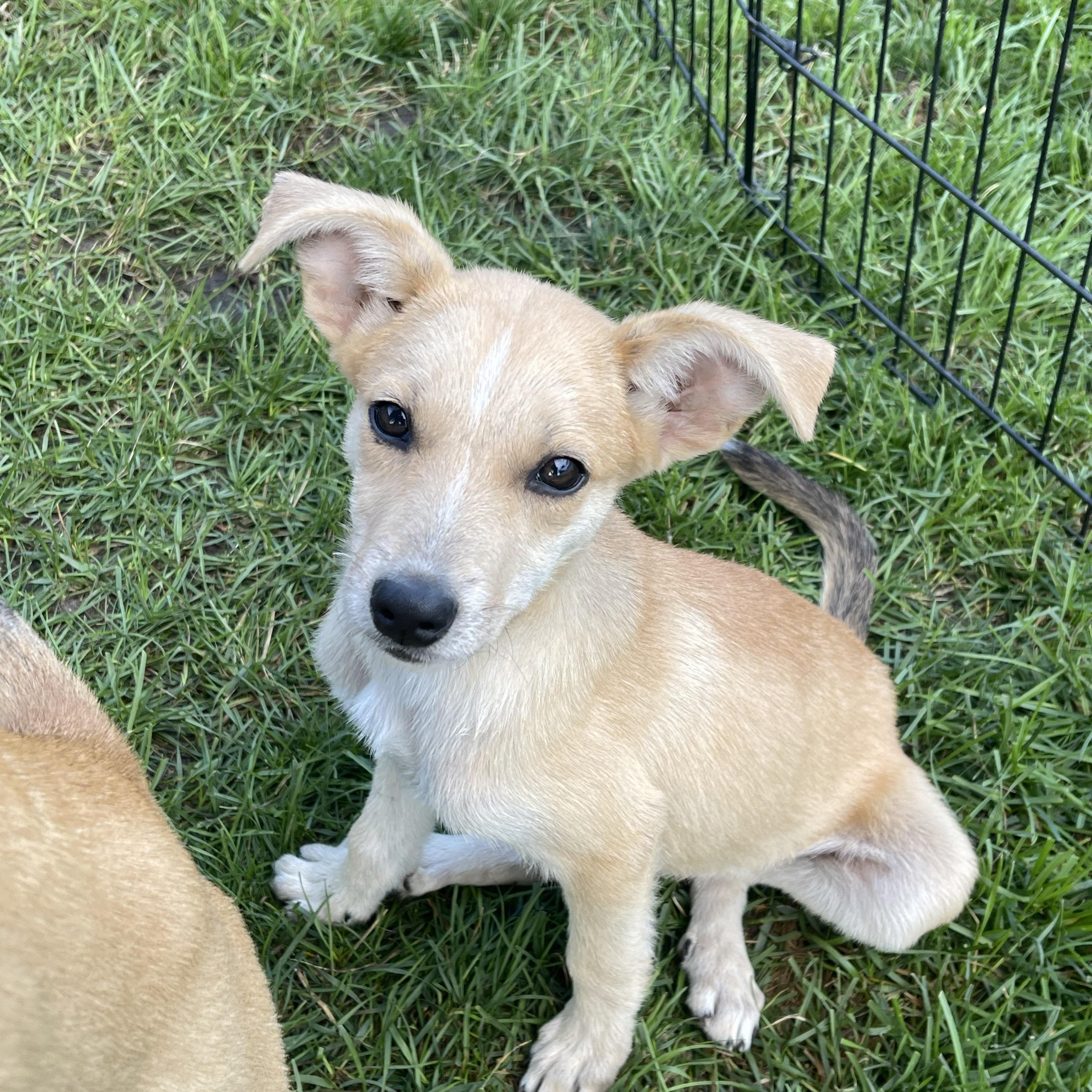 Blaze, Adoptable, Puppy Male Chihuahua & Cattle Dog.