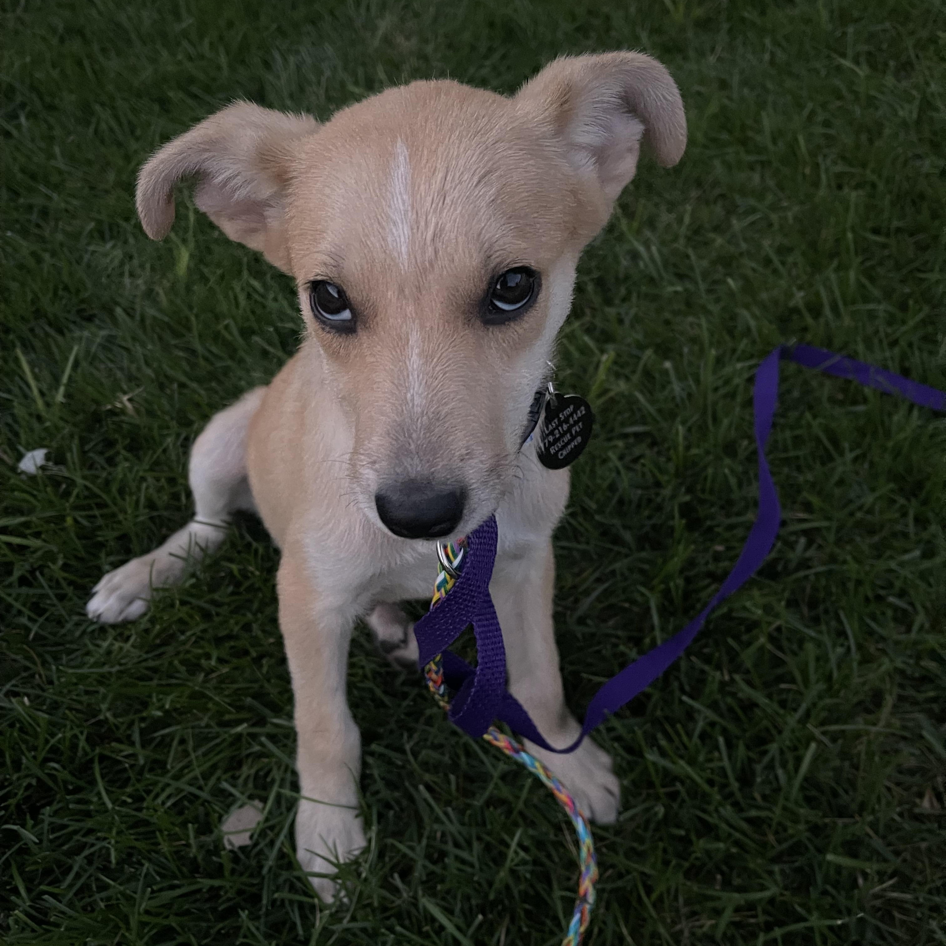 Blaze, a Adoptable mixed breed in Addison, IL image 4/5