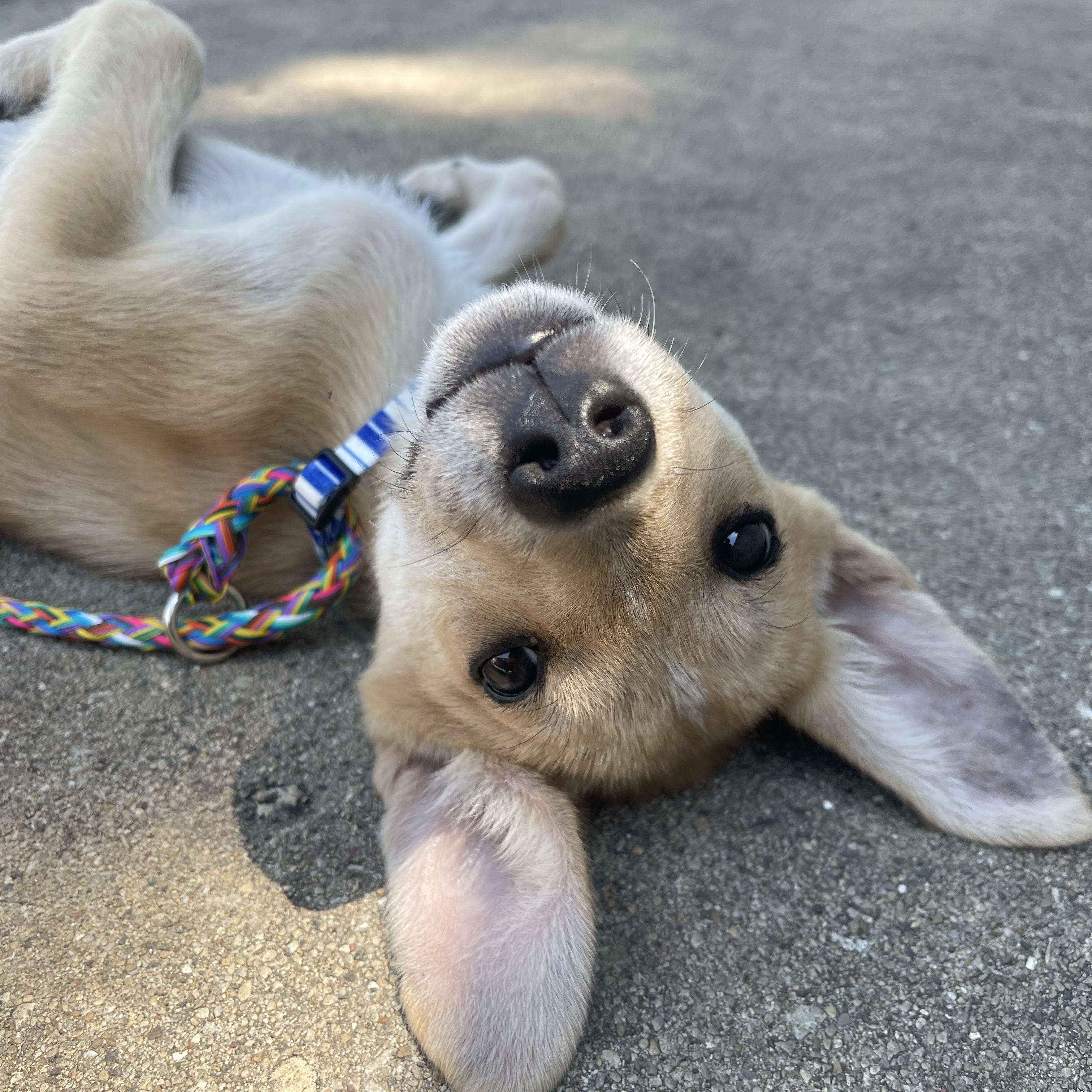 Blaze, a Adoptable mixed breed in Addison, IL image 2/5