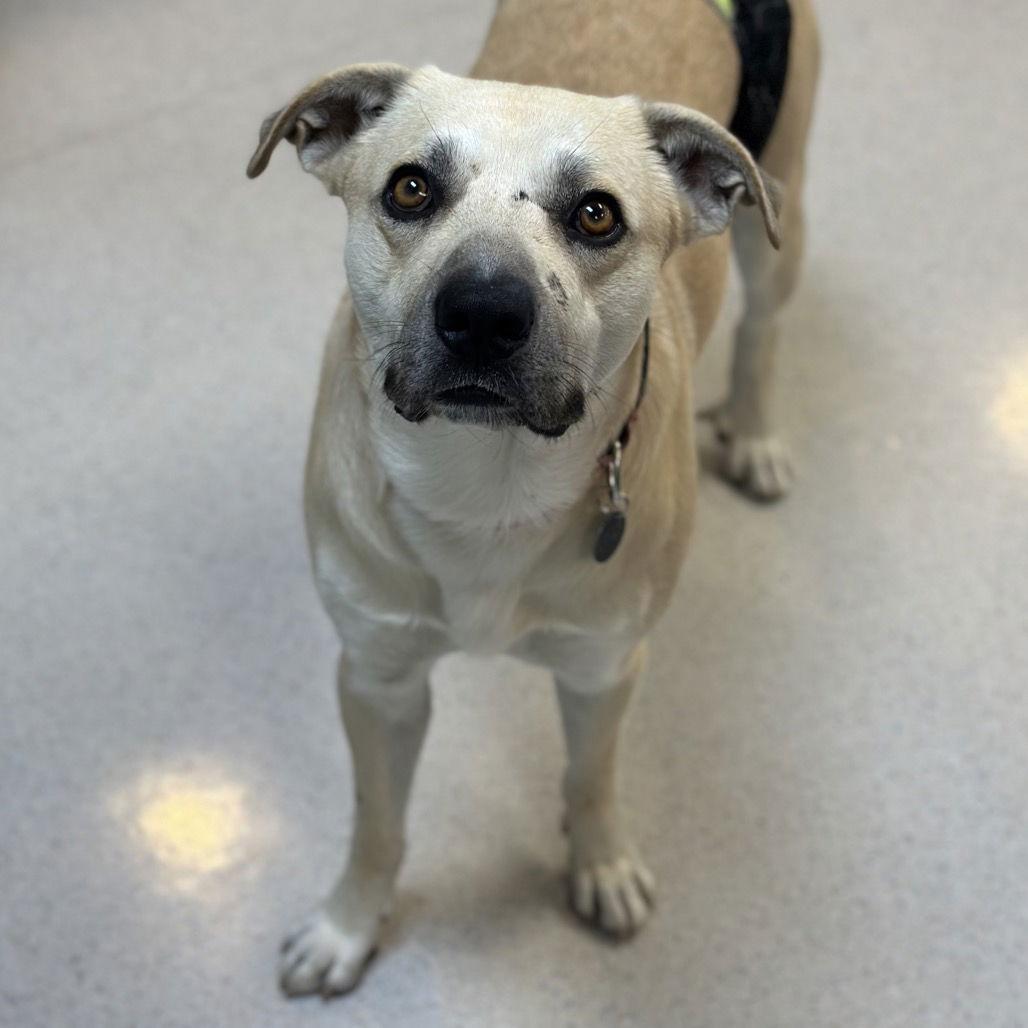 Enlarge Big Dawg, a Adoptable mixed breed in Rohnert Park, CA image 1/3