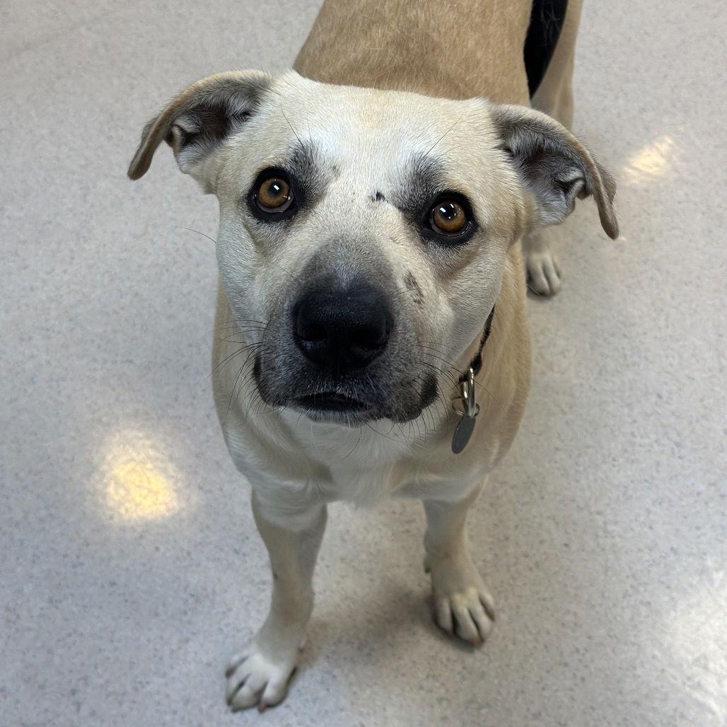 Enlarge Big Dawg, a Adoptable mixed breed in Rohnert Park, CA image 2/3