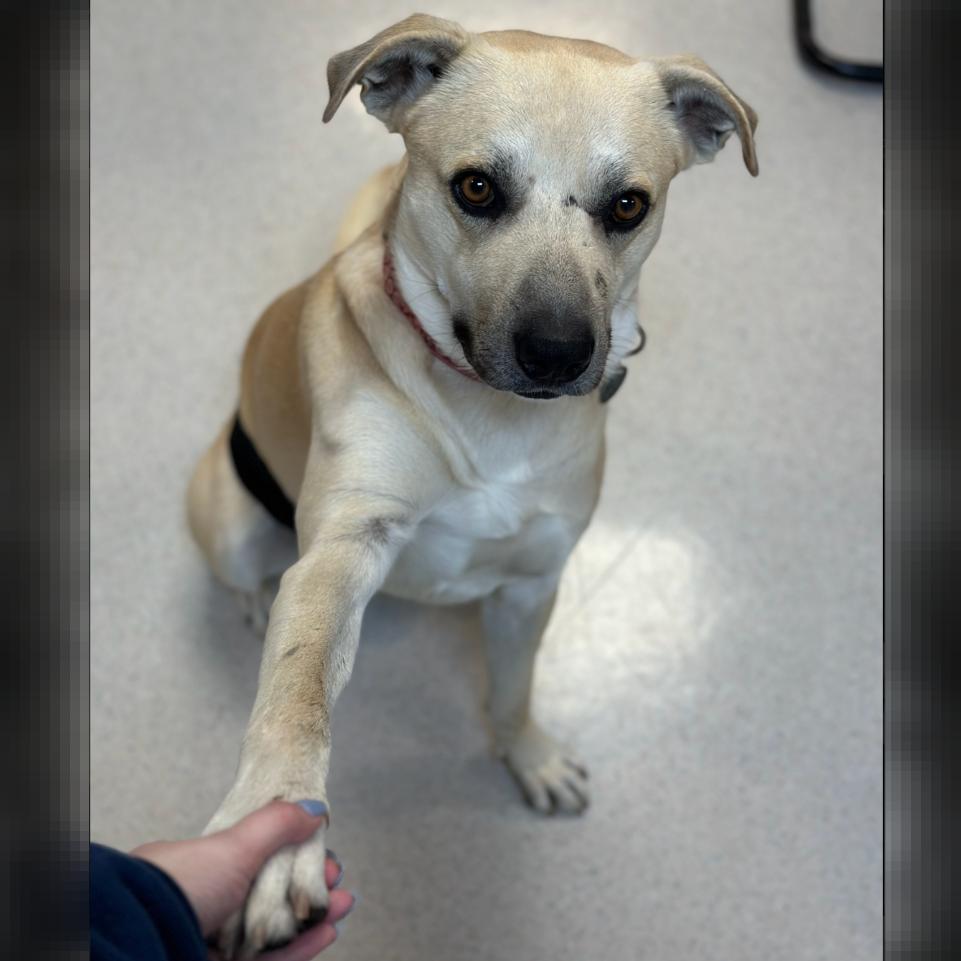 Big Dawg, a Adoptable mixed breed in Rohnert Park, CA image 4/6