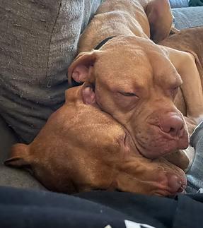 Enlarge Scooby, a Adoptable mixed breed in GUELPH, ON image 3/5