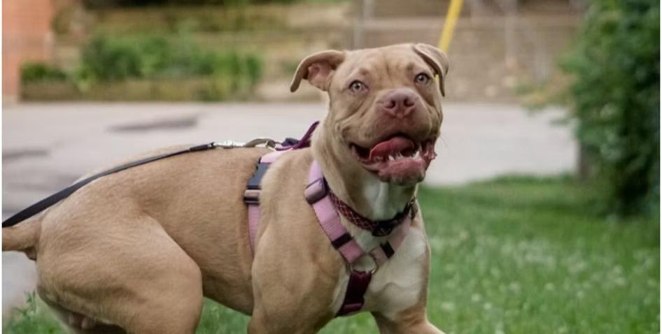 Enlarge Scooby, a Adoptable mixed breed in GUELPH, ON image 4/5