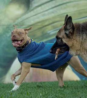 Enlarge Scooby, a Adoptable mixed breed in GUELPH, ON image 5/5