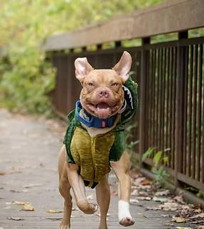 Scooby, Adoptable, Young Male Boxer.