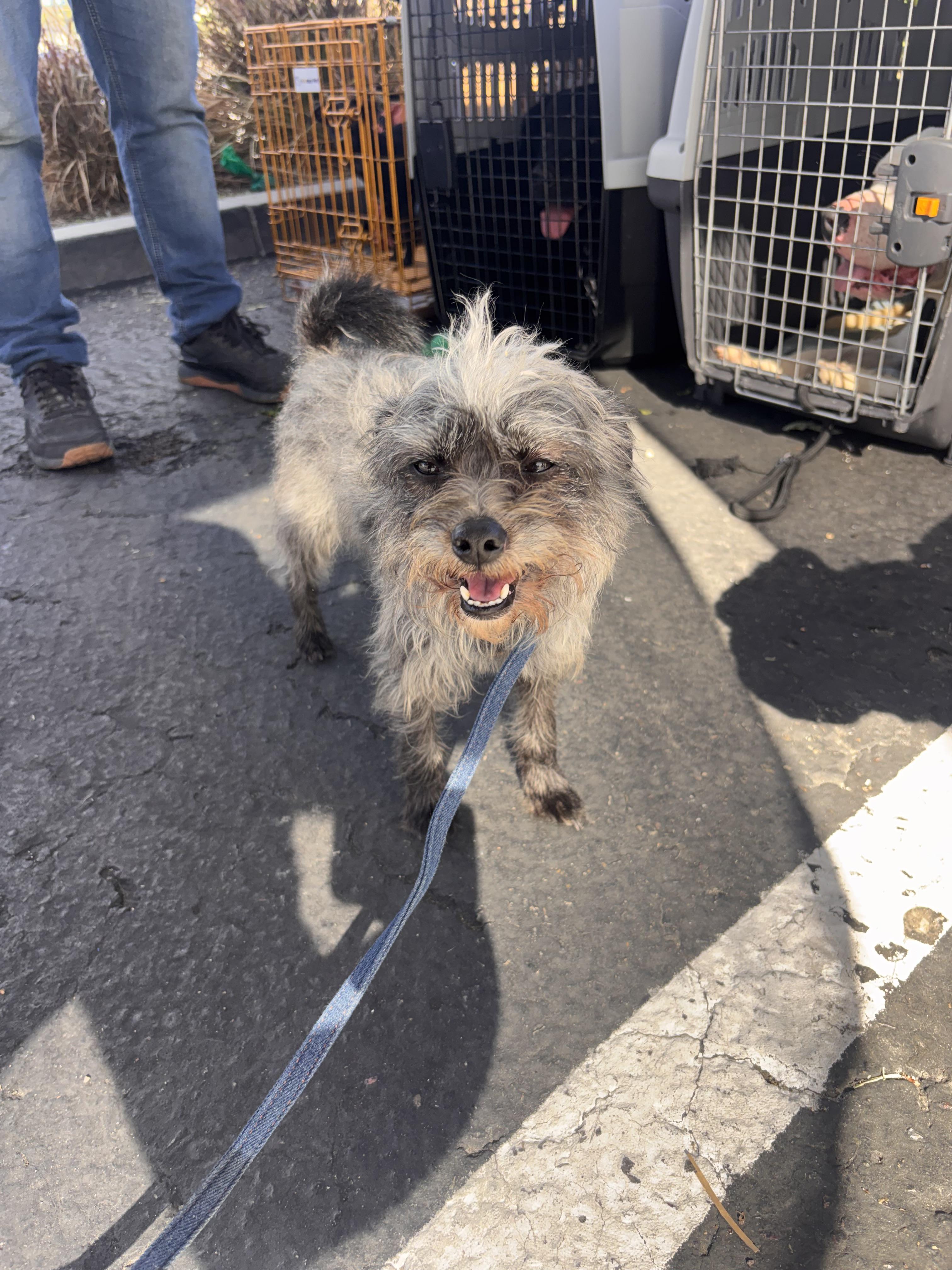 Enlarge Spruce, a ADOPTABLE mixed breed in Corona, CA image 3/5