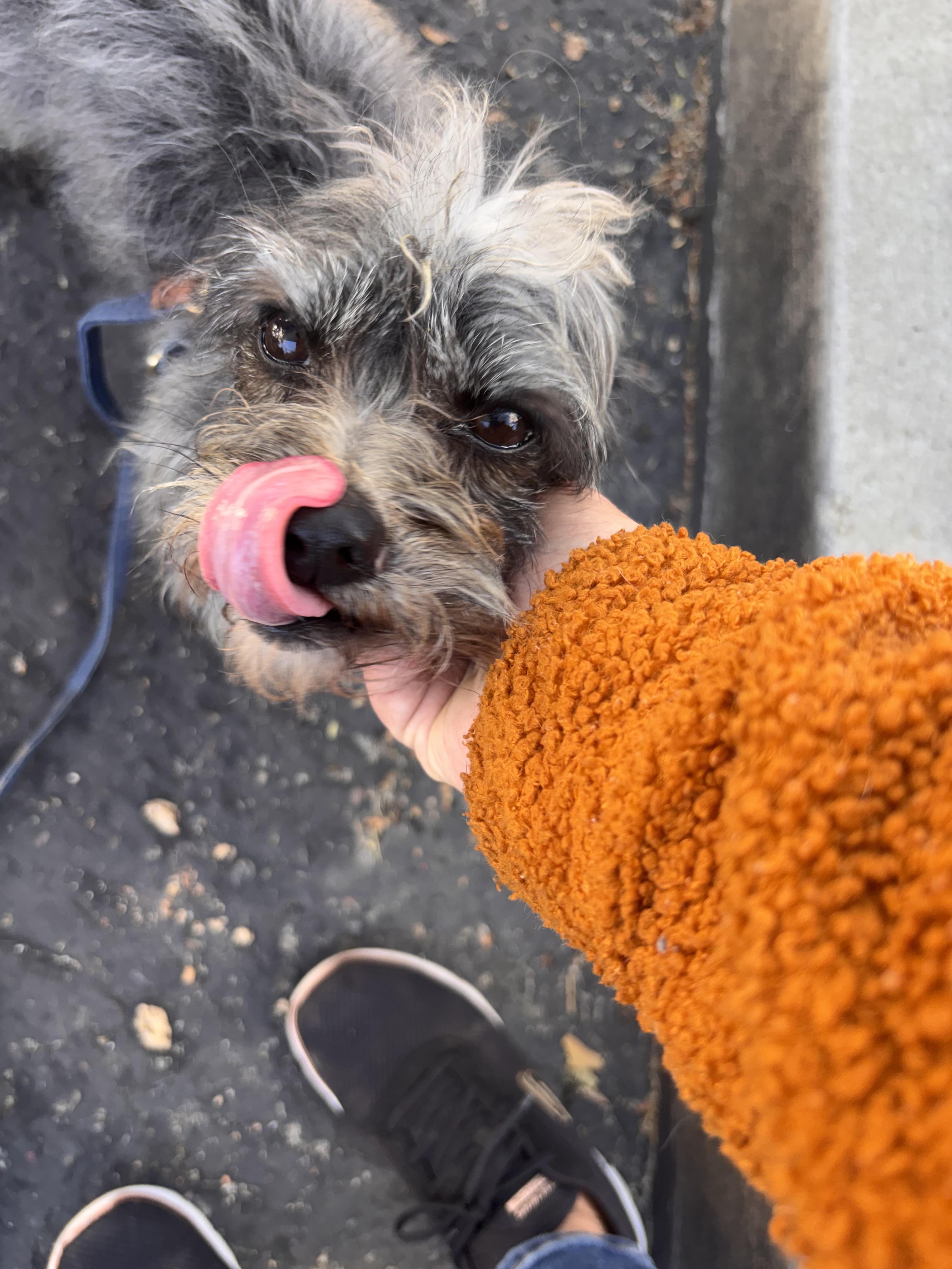 Enlarge Spruce, a ADOPTABLE mixed breed in Corona, CA image 5/5