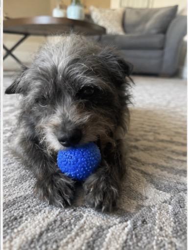 Spruce, a ADOPTABLE mixed breed in Corona, CA image 2/5
