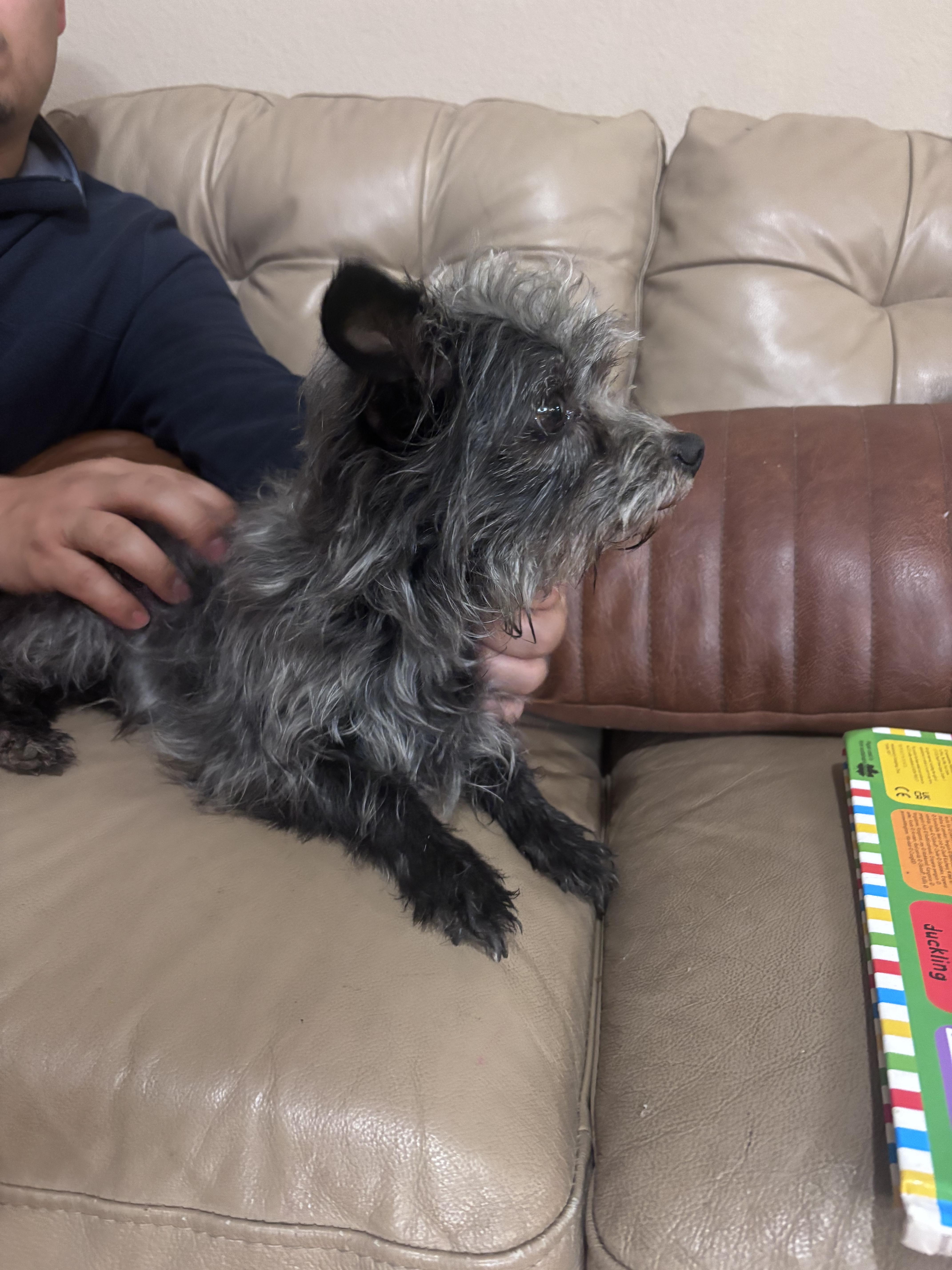 Enlarge Spruce, a ADOPTABLE mixed breed in Corona, CA image 2/5