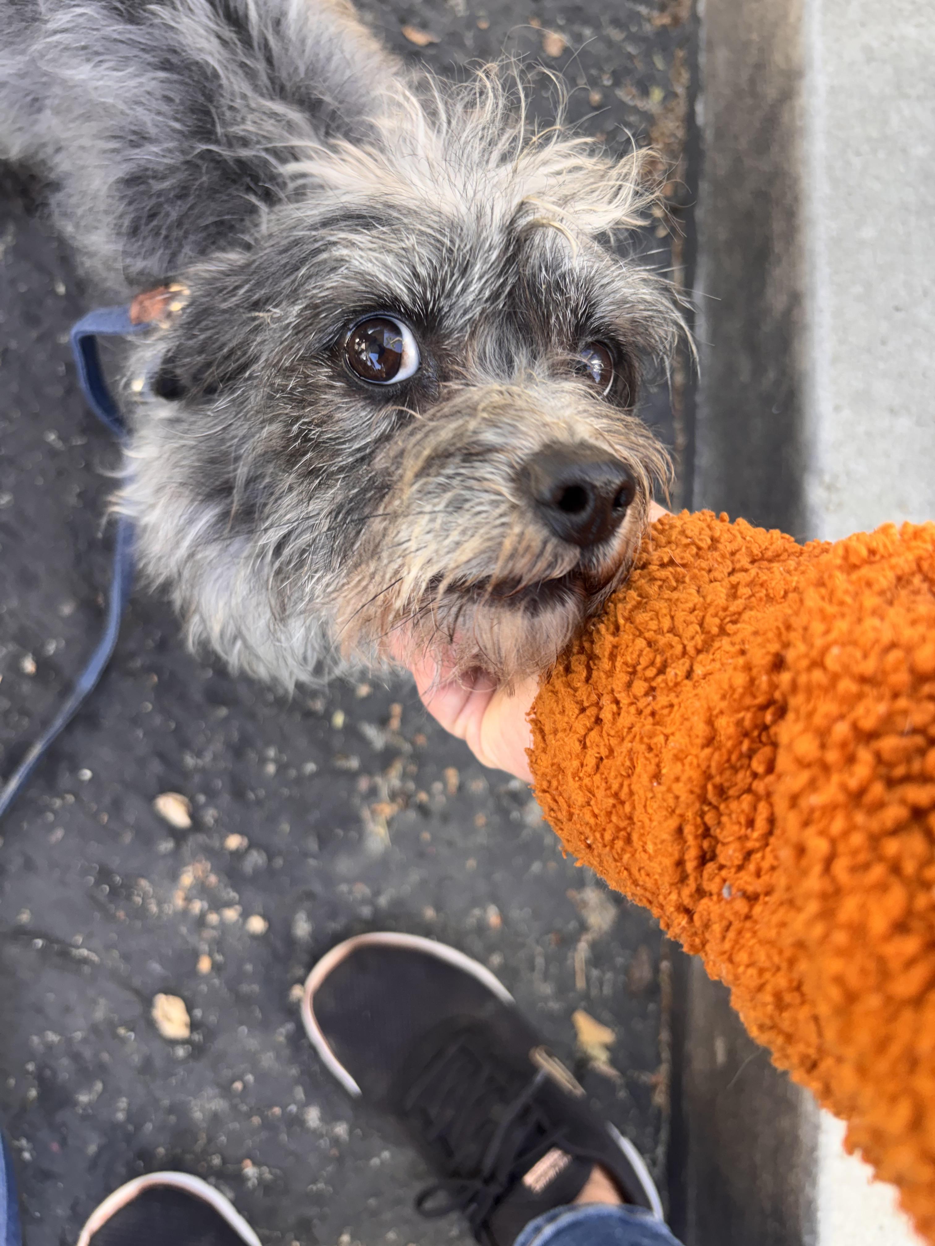 Spruce, Adopted, Adult Male Poodle (Toy) & Terrier.