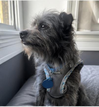 Spruce, a ADOPTABLE mixed breed in Corona, CA image 5/5
