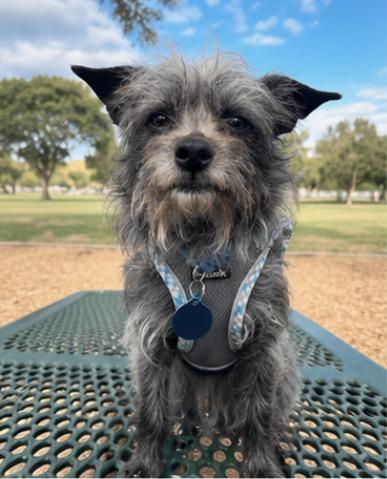 Spruce, ADOPTABLE, Adult Male Poodle (Toy) & Terrier.