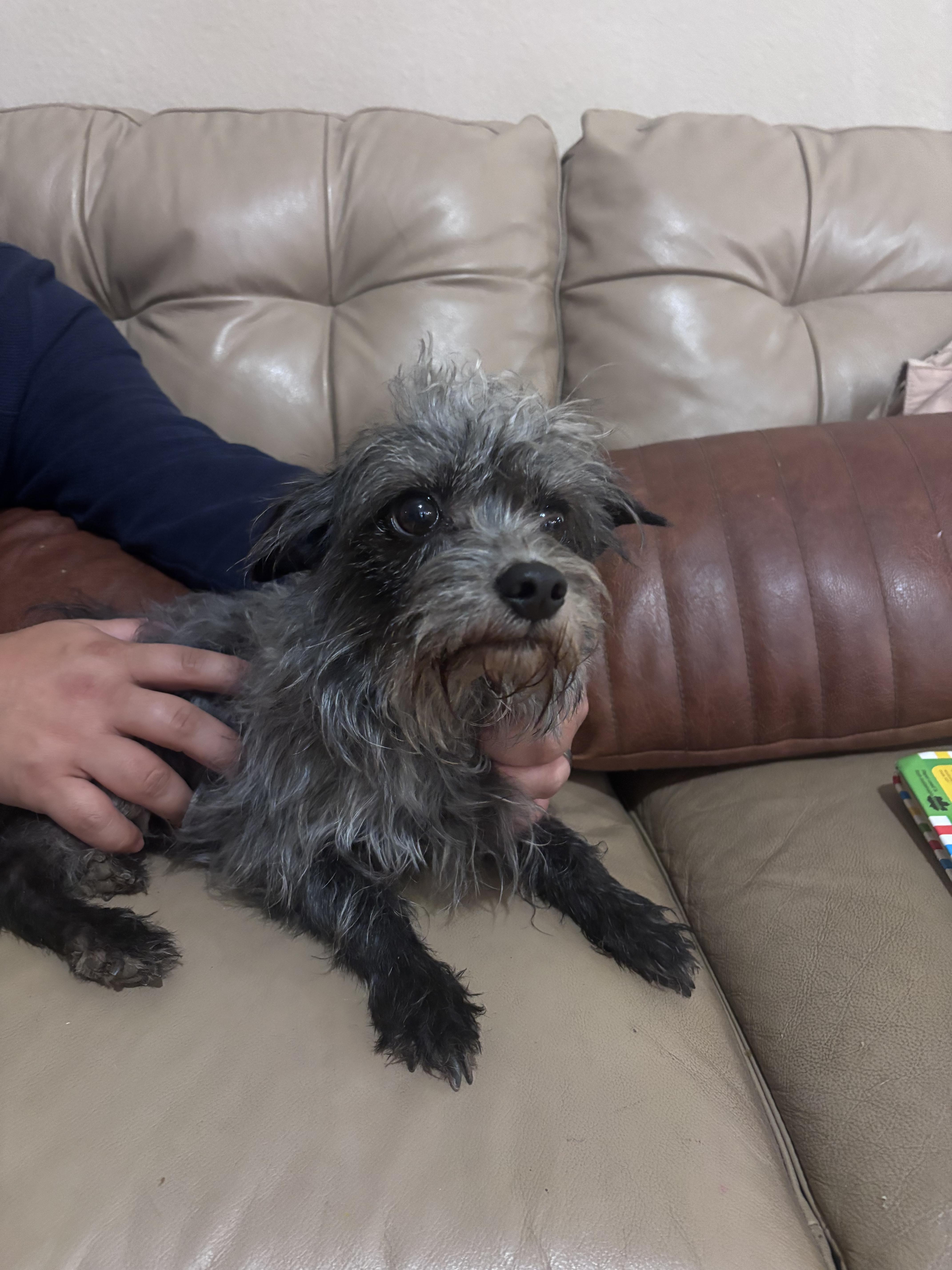 Spruce, ADOPTABLE, Adult Male Poodle (Toy) & Chihuahua.